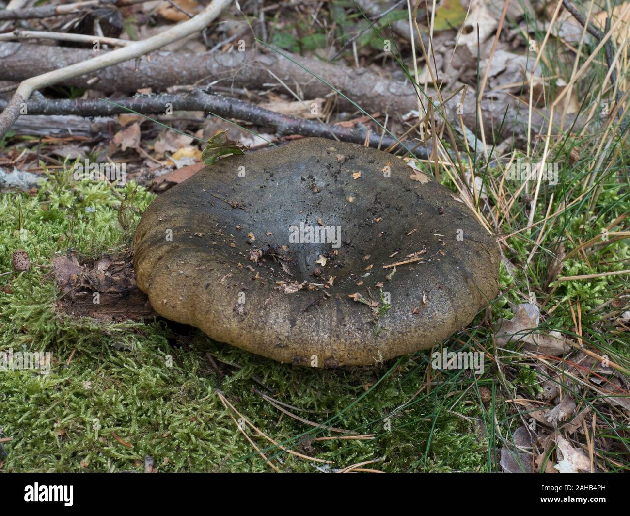 Lactarius torminosus (Lactarius turpis, Lactarius necator) commonly known as uggly milk cap, Görvälns naturreservat, Sweden Stock Photo