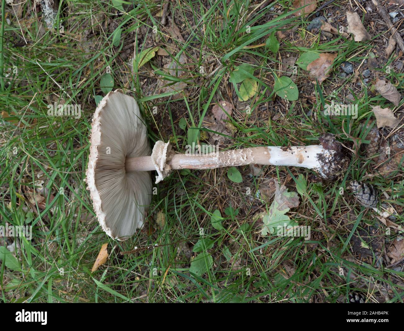 Macrolepiota procera, the parasol mushroom growing in Görvälns naturreservat, Järfälla, Sweden Stock Photo