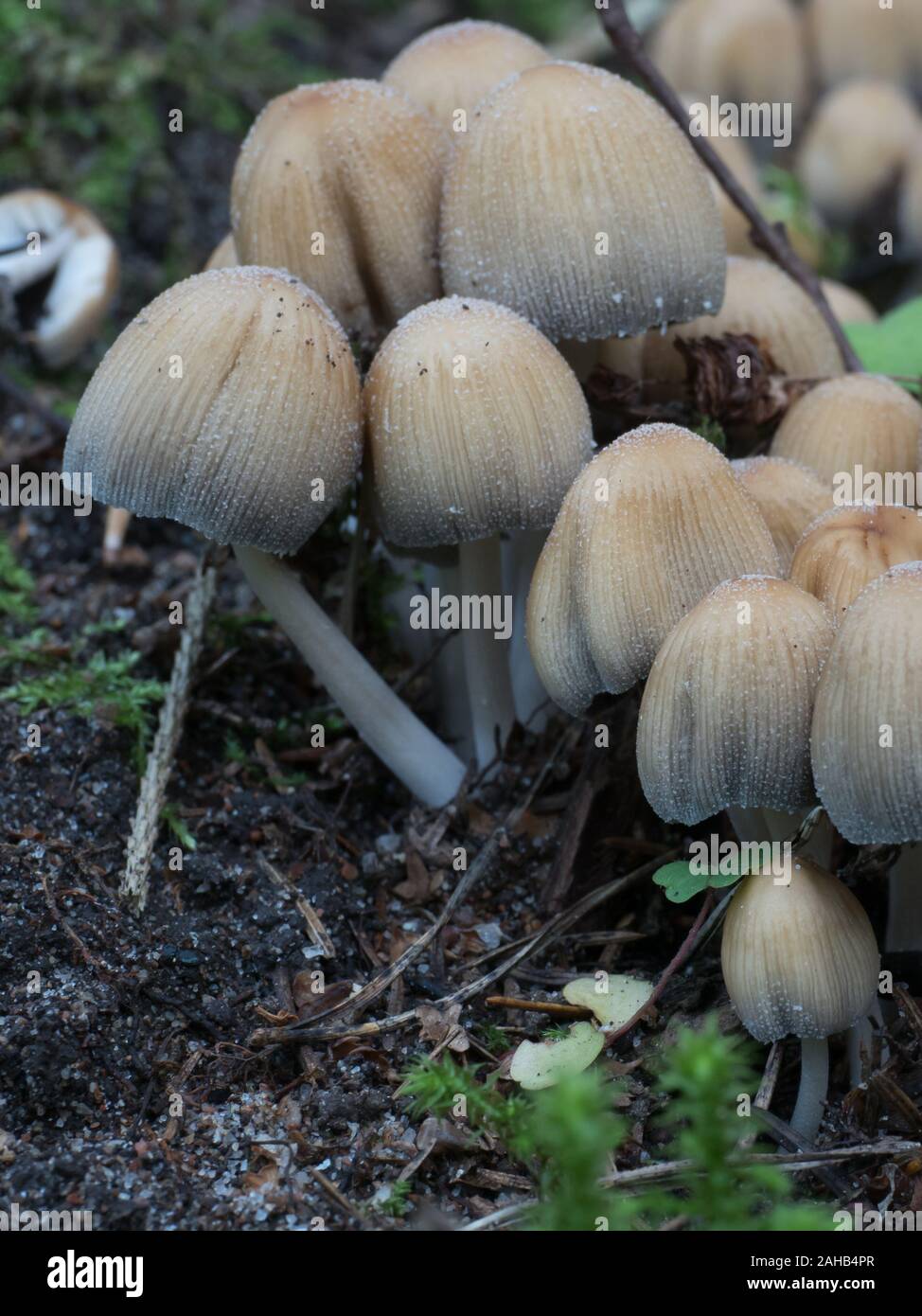 Coprinellus micaceus (Glistening inky cap) growing in Görvälns naturreservat, Sweden. Stock Photo