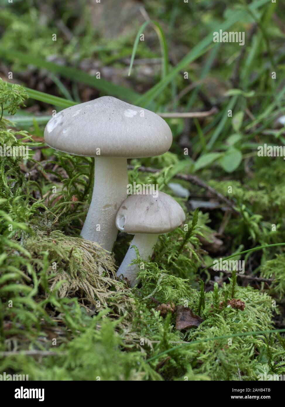 Hygrophorus agathosmus, commonly known as the gray almond waxy cap or the almond woodwax. Görvälns naturreservat, Sweden. Stock Photo