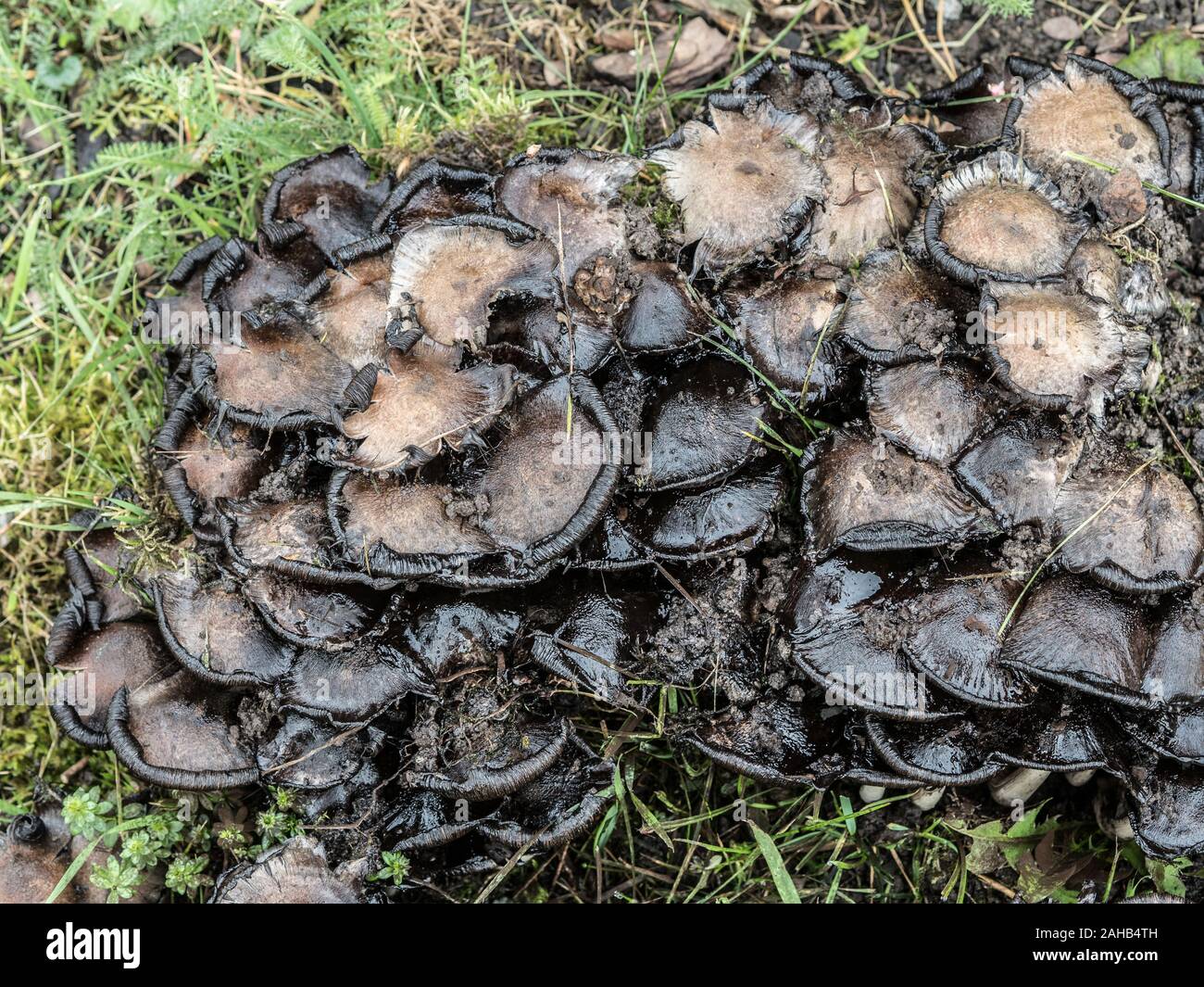 Coprinopsis atramentaria, commonly known as the common ink cap or inky cap, growing in Görvälns naturreservat, Sweden. Stock Photo