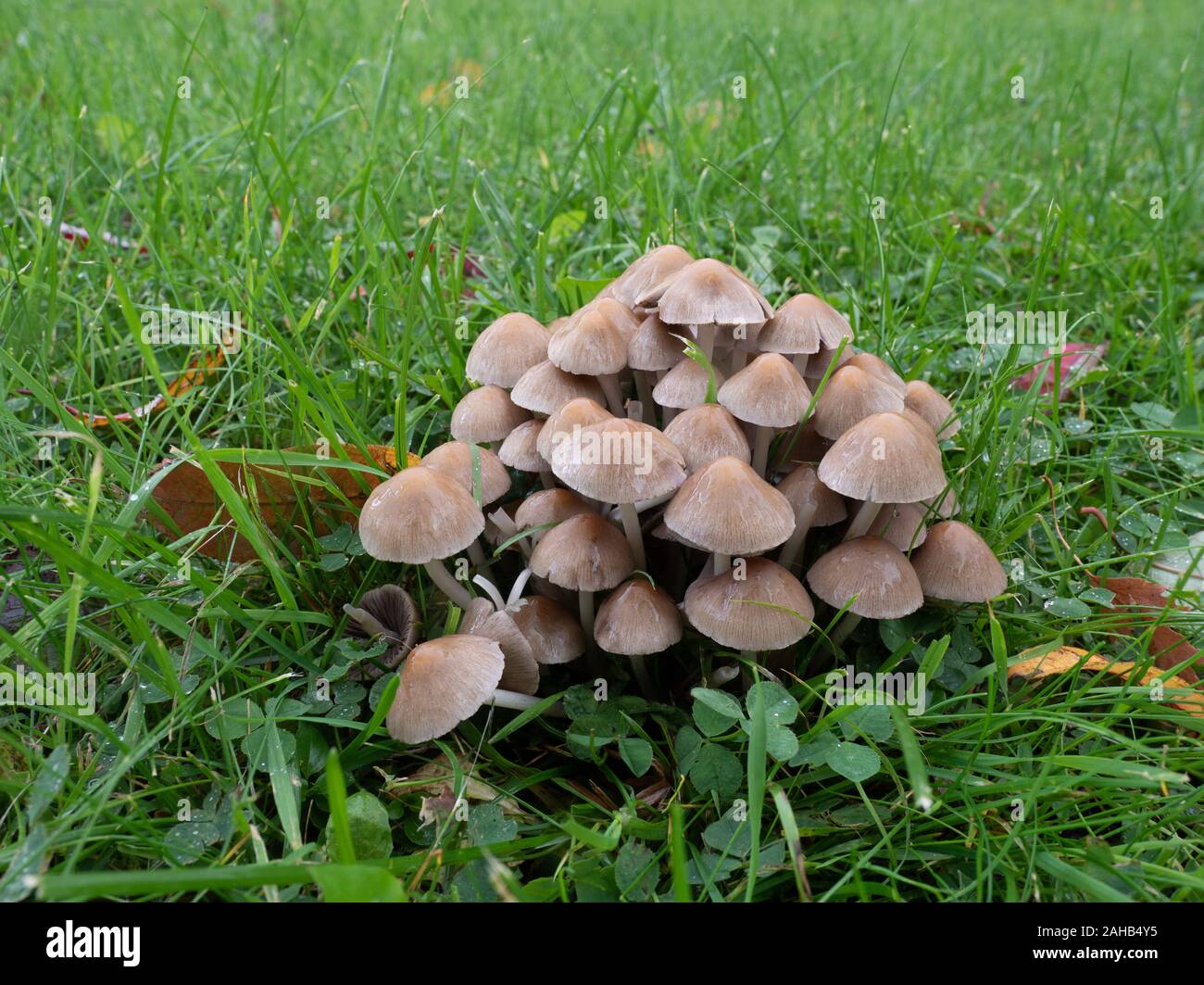 Psathyrella multipedata, Clustered Brittlestem mushroom, growing in Görvälns naturreservat, Sweden. Stock Photo
