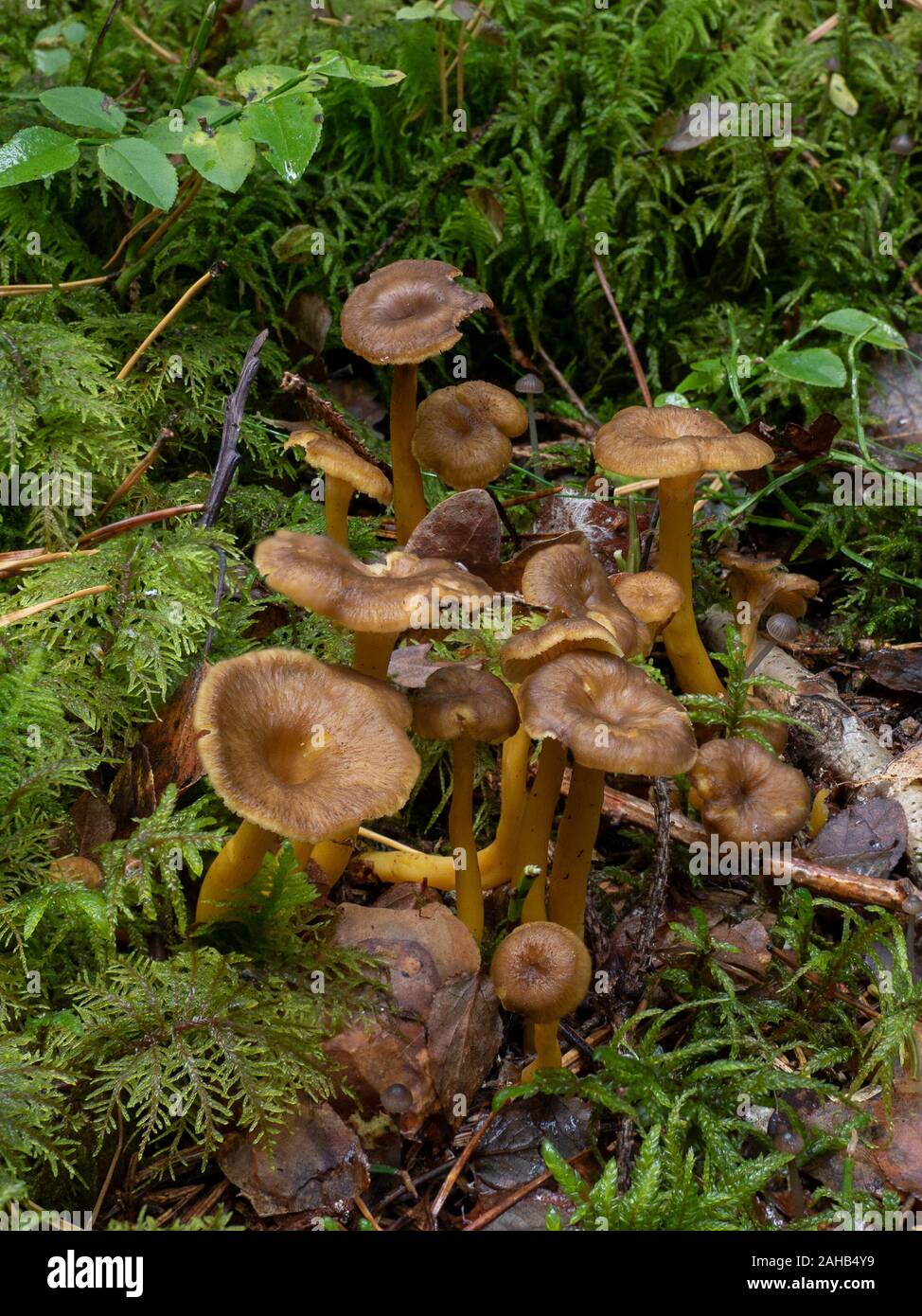 Craterellus tubaeformis (Cantharellus tubaeformis) is an edible fungus, also known as Yellowfoot, winter mushroom, or Funnel Chanterelle. Stock Photo