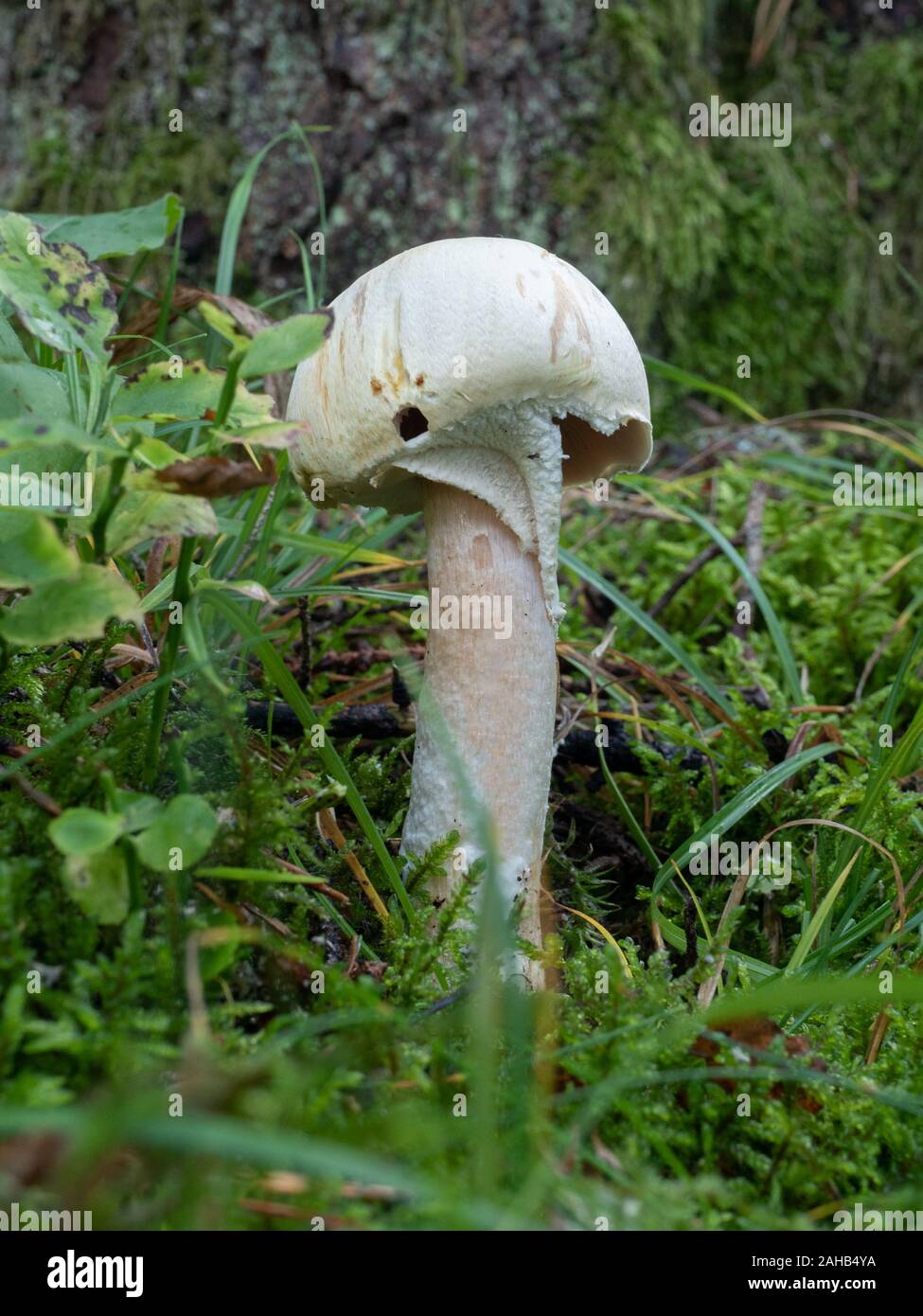 Agaricus silvicola, also known as the wood mushroom, growing in Görvälns naturreservat, Sweden. Stock Photo