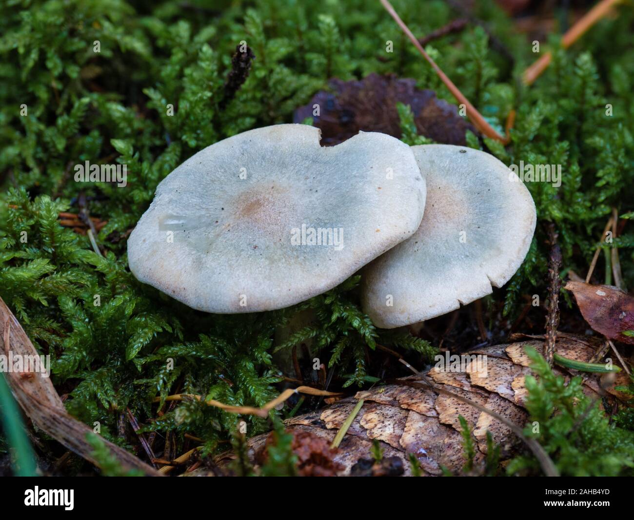 Clitocybe odora, also known as the aniseed toadstool, growing in Görvälns naturreservat, Sweden. Stock Photo