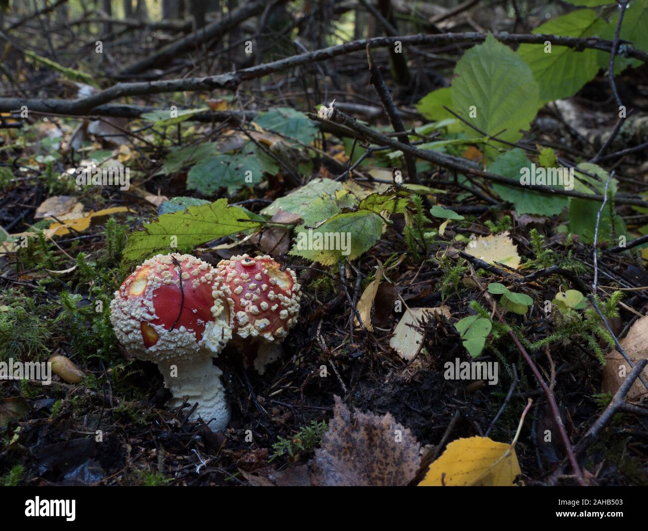 Amanita muscaria, commonly known as the fly agaric or fly amanita growing in Görvälns naturreservat in Järfälla, Sweden Stock Photo