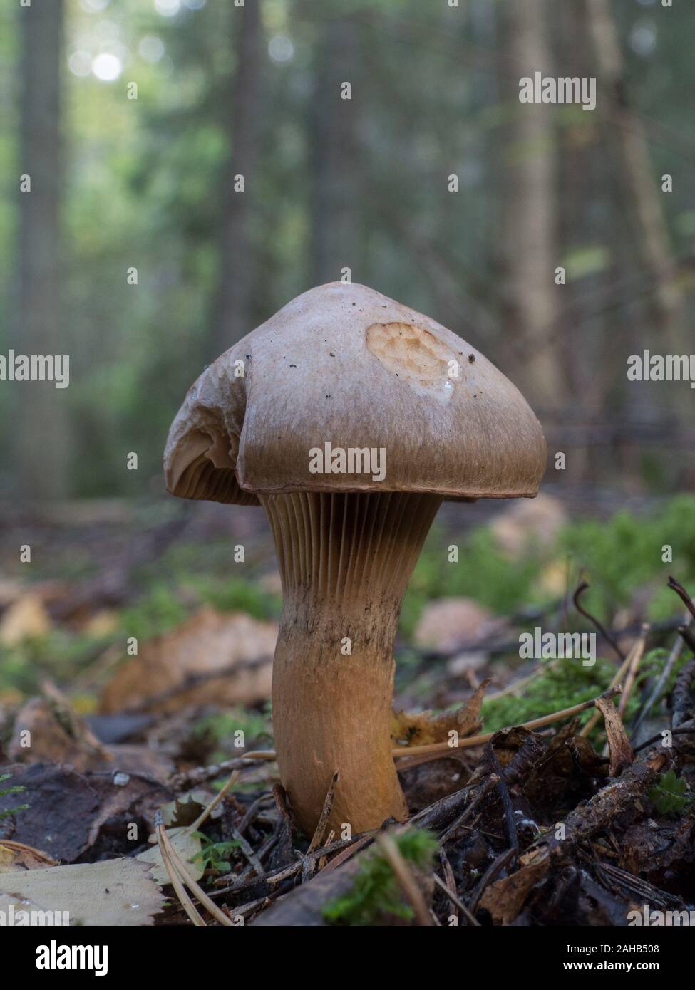 Chroogomphus rutilus, commonly known as the brown slimecap or the copper spike, growing in Görvälns naturreservat, Sweden. Stock Photo