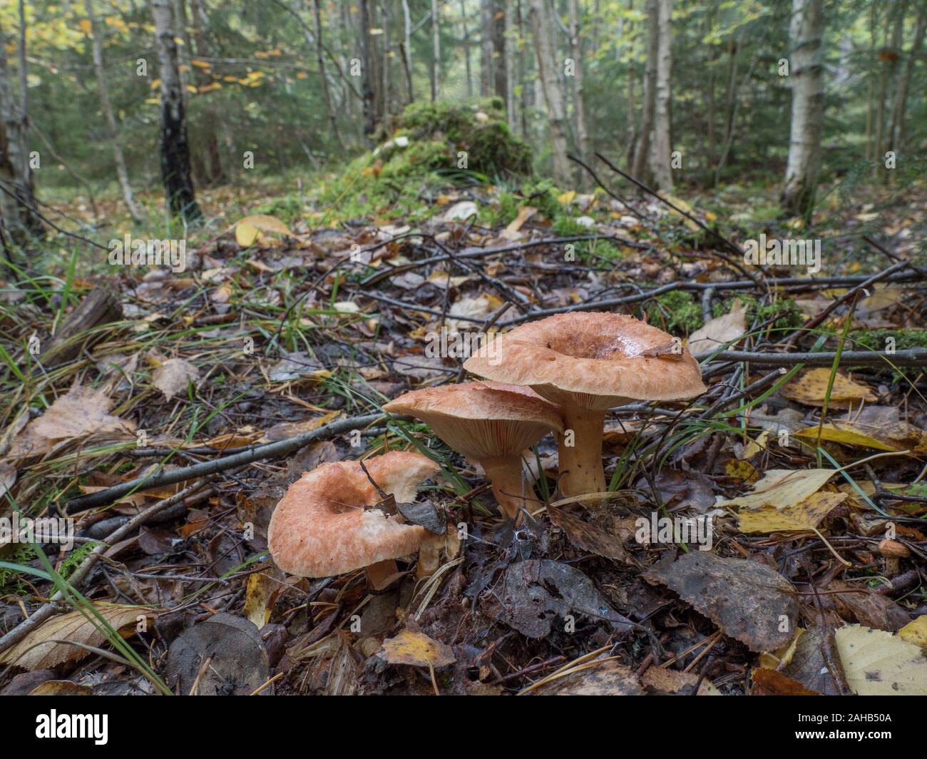 Lactarius torminosus, commonly known as the woolly milkcap or the bearded milkcap growing in Görvälns naturreservat, Sweden. Stock Photo