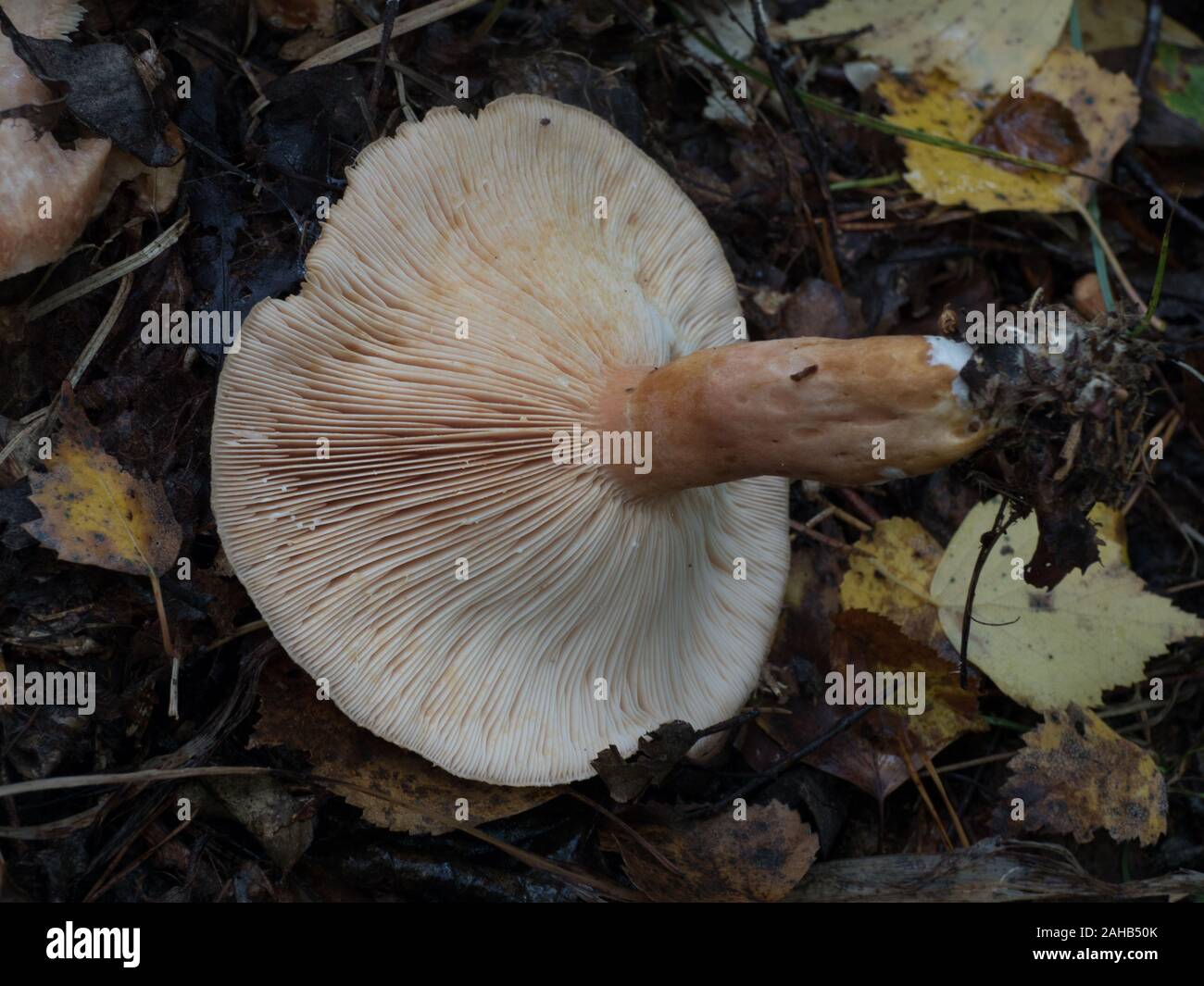 Lactarius torminosus, commonly known as the woolly milkcap or the bearded milkcap growing in Görvälns naturreservat, Sweden. Stock Photo