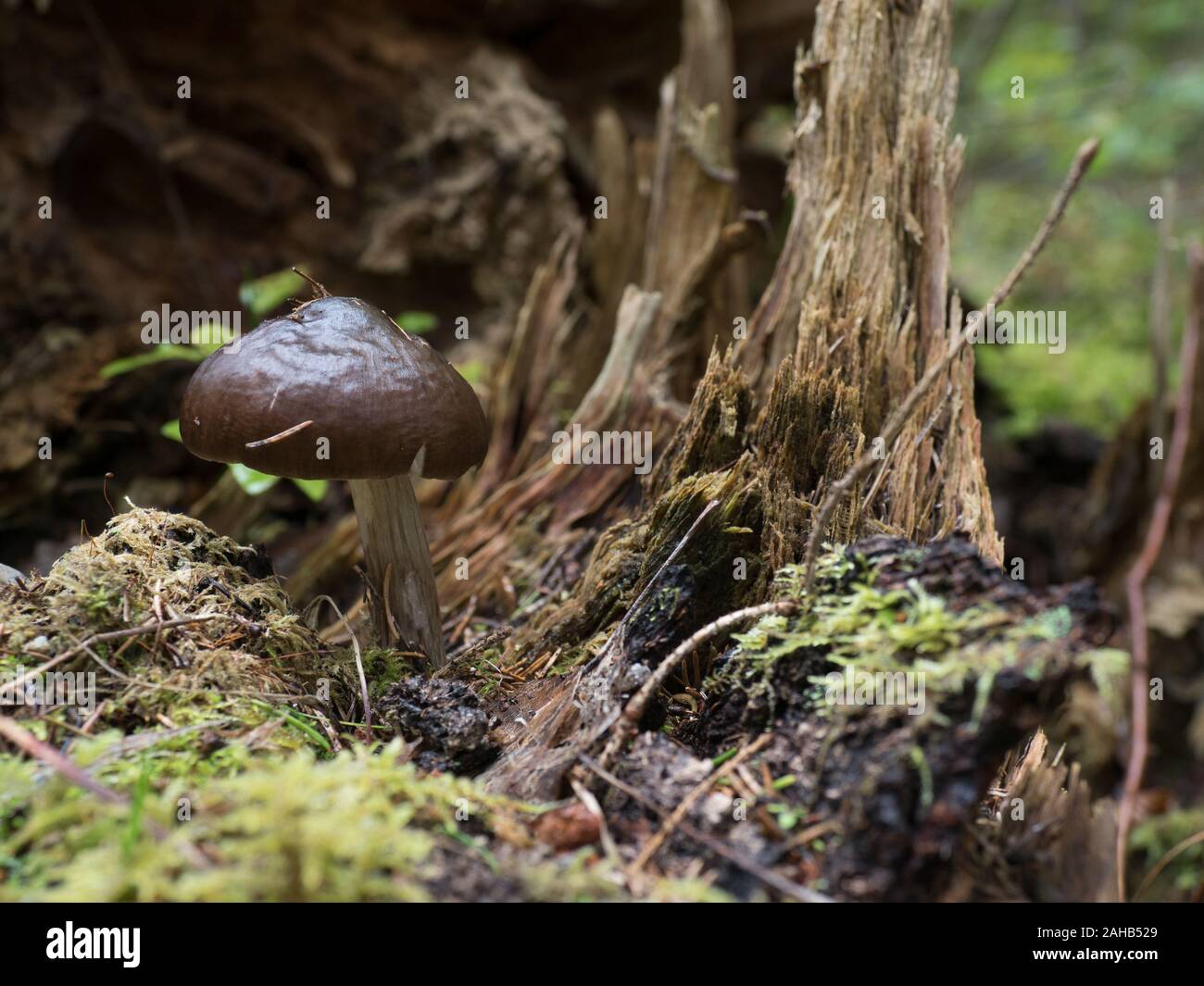 Pluteus cervinus, commonly known as the deer shield or the deer or fawn mushroom, growing in Görvälns naturreservat, Sweden. Stock Photo