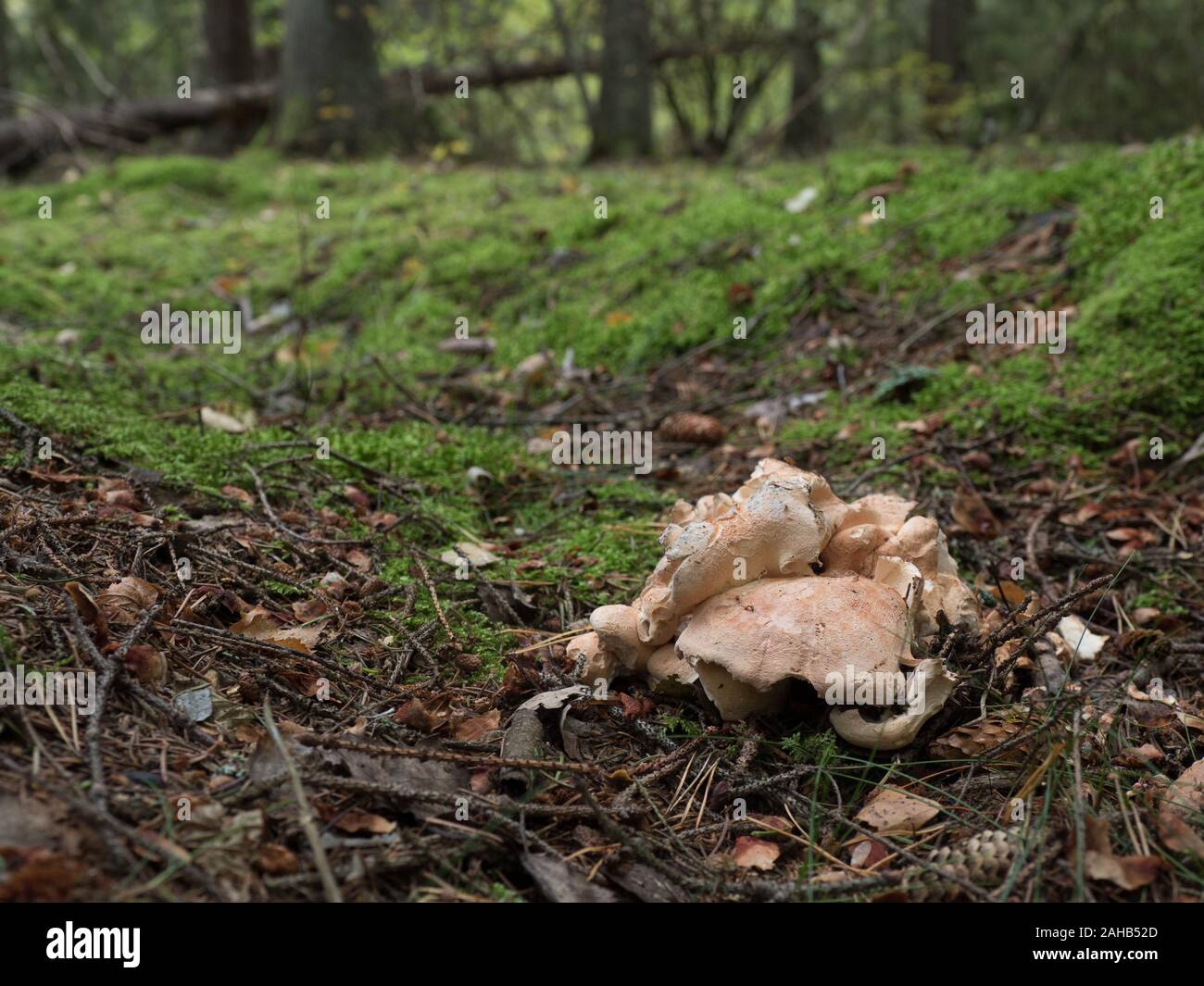 Sheep Polypore (Albatrellus confluens) growing in Görvälns naturreservat, Sweden. Stock Photo