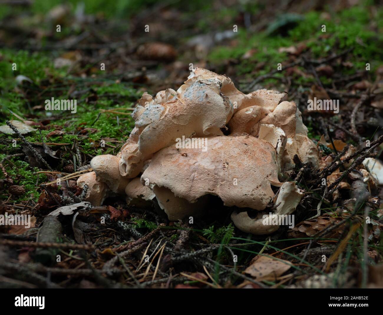 Sheep Polypore (Albatrellus confluens) growing in Görvälns naturreservat, Sweden. Stock Photo