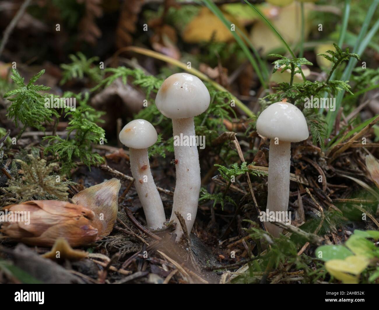 Hygrophorus eburneus, commonly known as the ivory waxy cap or the cowboy's handkerchief growing in Görvälns naturreservat, Sweden. Stock Photo