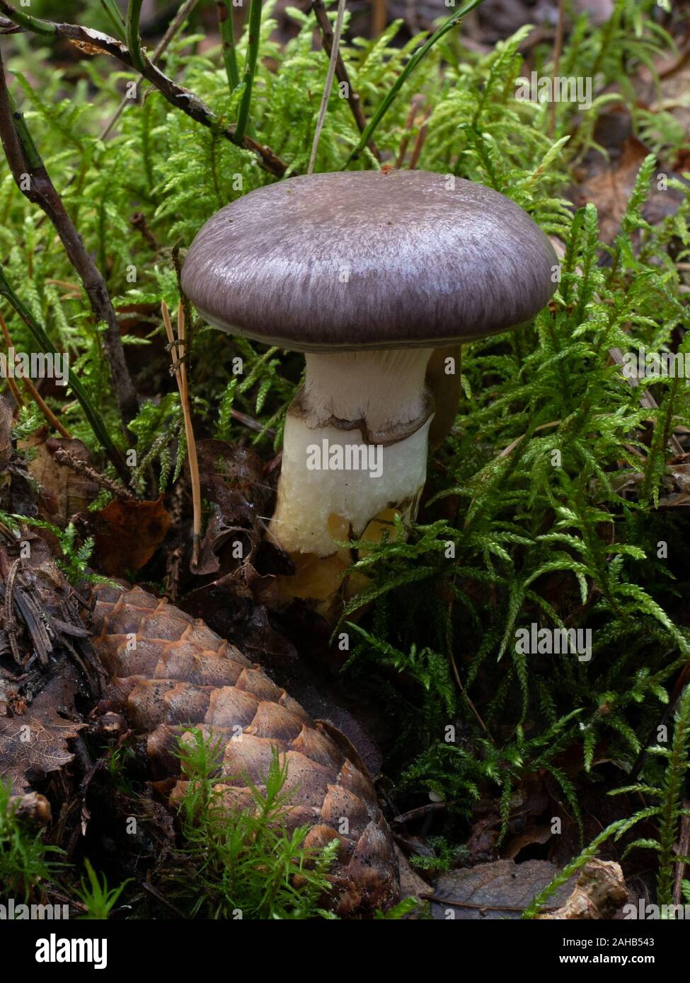 Gomphidius glutinosus, commonly known as the slimy spike-cap, growing in Görvälns naturreservat, Sweden. Stock Photo