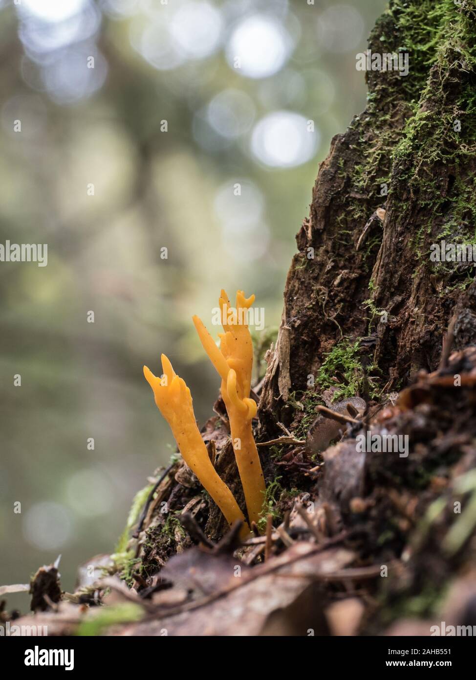 Calocera viscosa or yellow stagshorn growing in Görvälns naturreservat, Sweden. Stock Photo