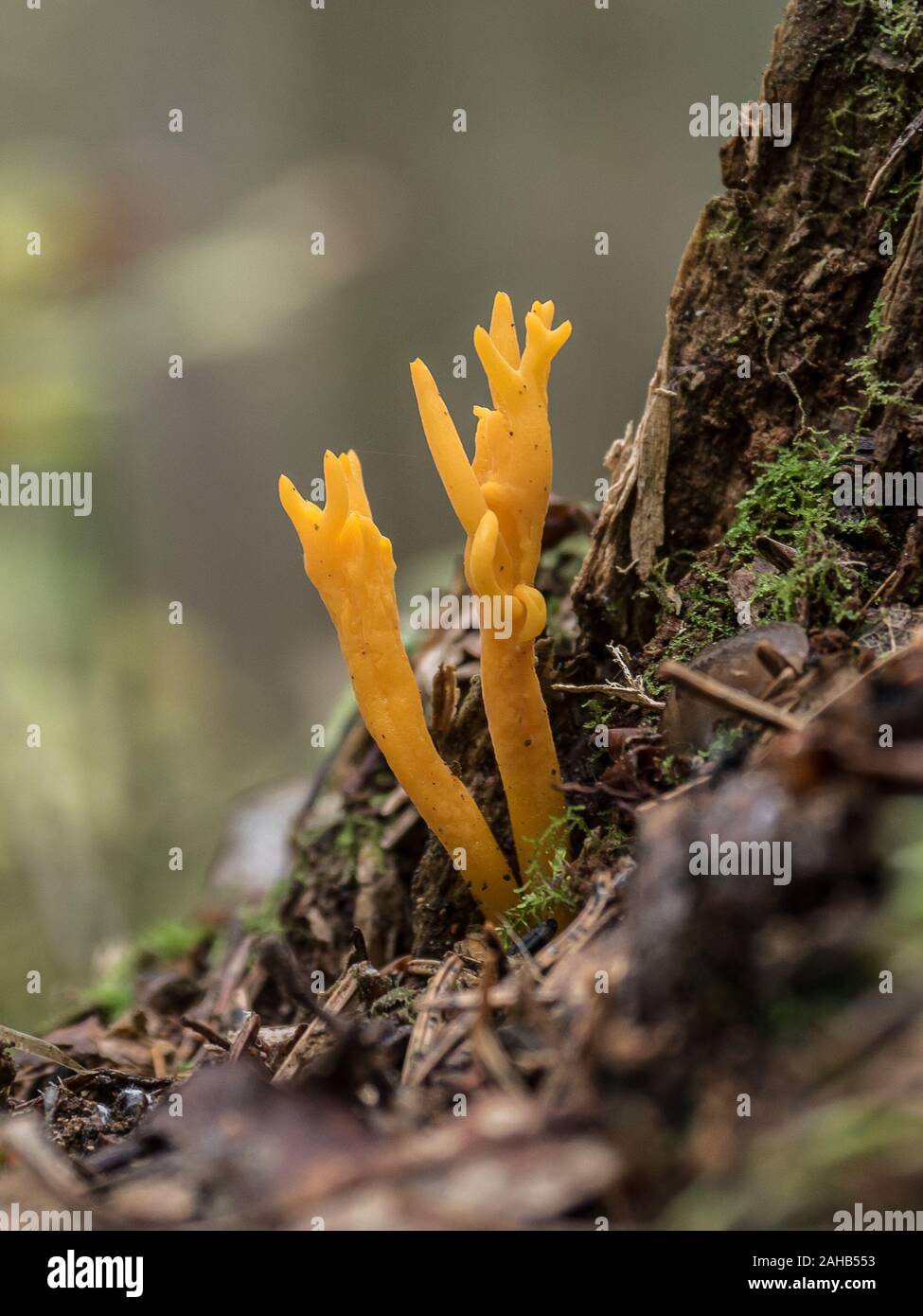 Calocera viscosa or yellow stagshorn growing in Görvälns naturreservat, Sweden. Stock Photo