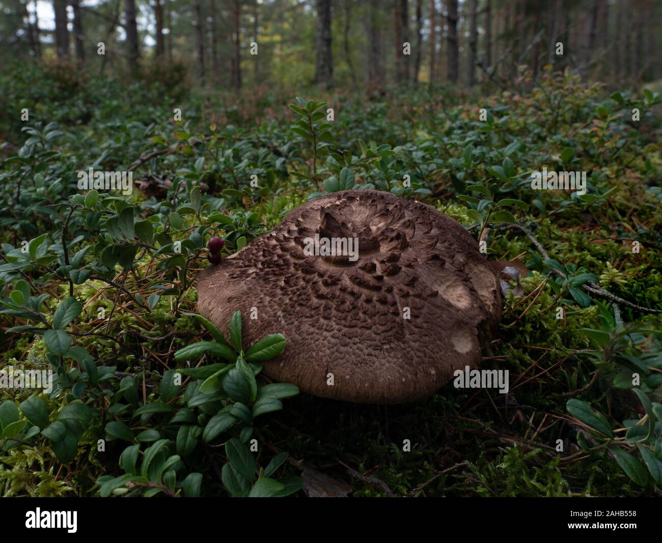 Scaly Tooth (Sarcodon squamosus   Sarcodon imbricatus) growing in Görvälns naturreservat, Sweden. Stock Photo
