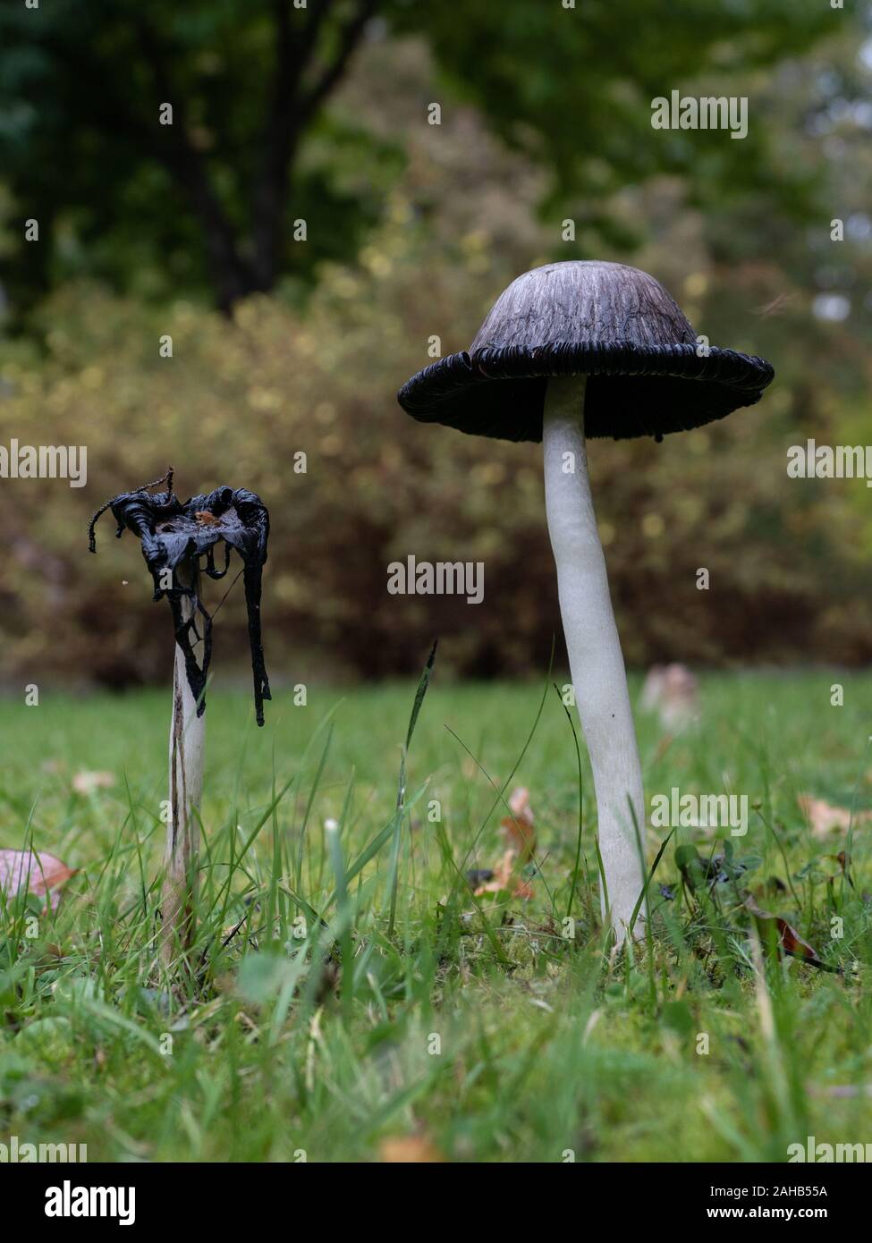 Coprinus comatus, the shaggy ink cap, lawyer's wig, or shaggy mane, is a common fungus often seen growing on lawns, along gravel roads and waste areas. Stock Photo