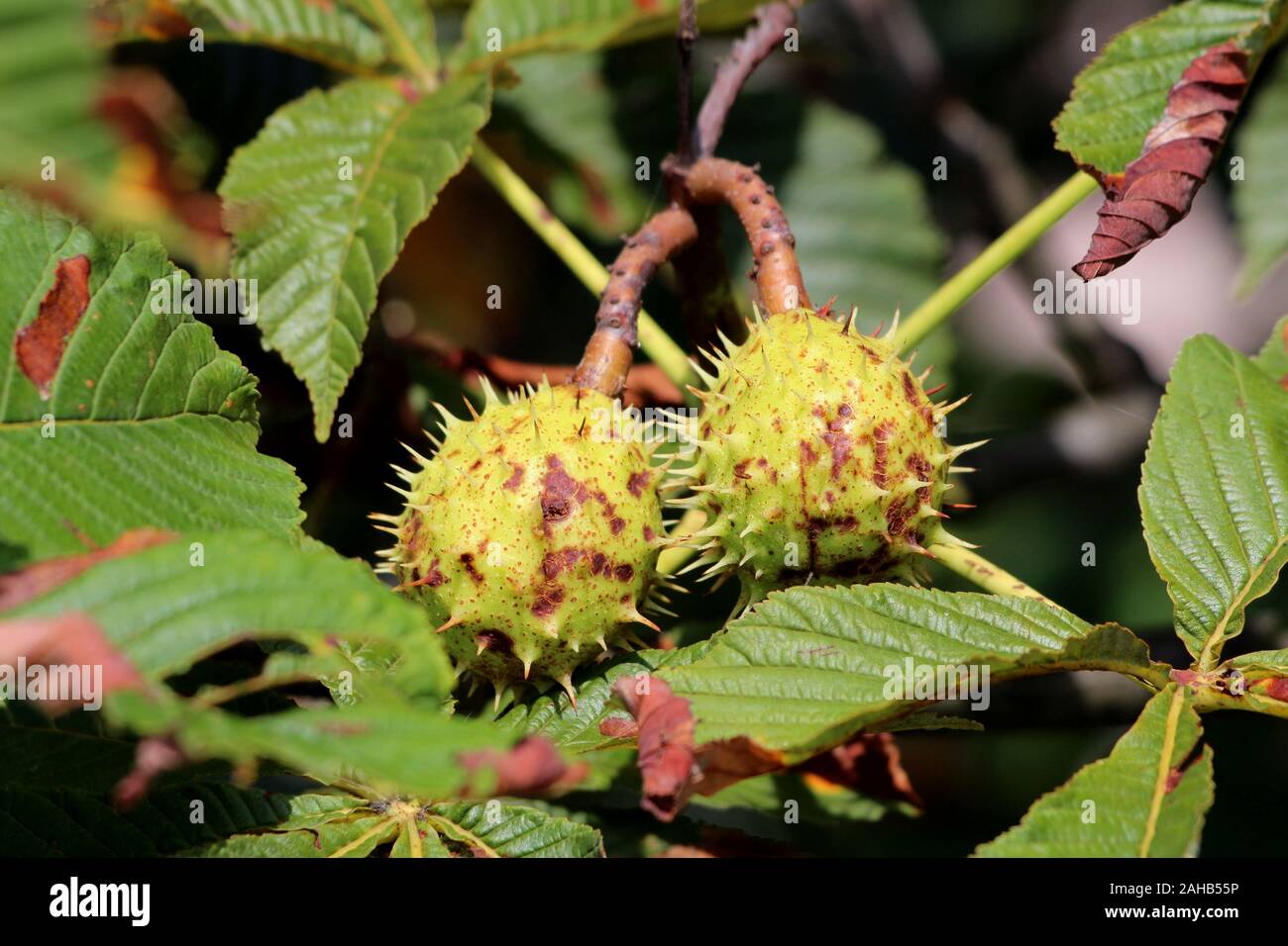 Chestnut deciduous tree branch with two closed light green spiny cupules called burr containing still unripe nuts surrounded with green to dark brown Stock Photo
