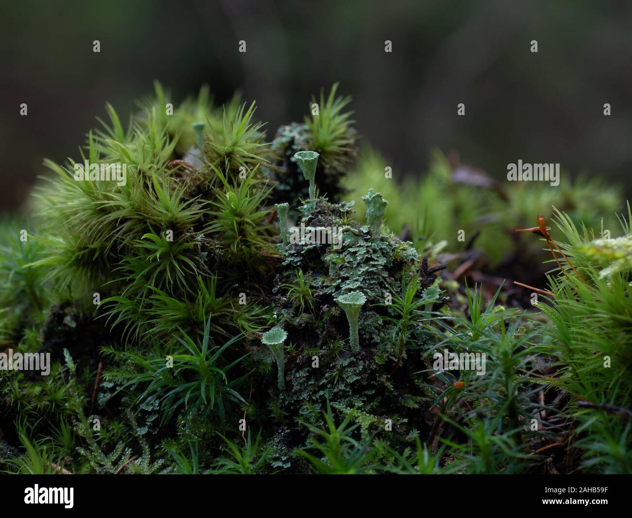 Cladonia (cup lichen) growing on tree stumps in Görvälns naturreservat, Sweden. Stock Photo