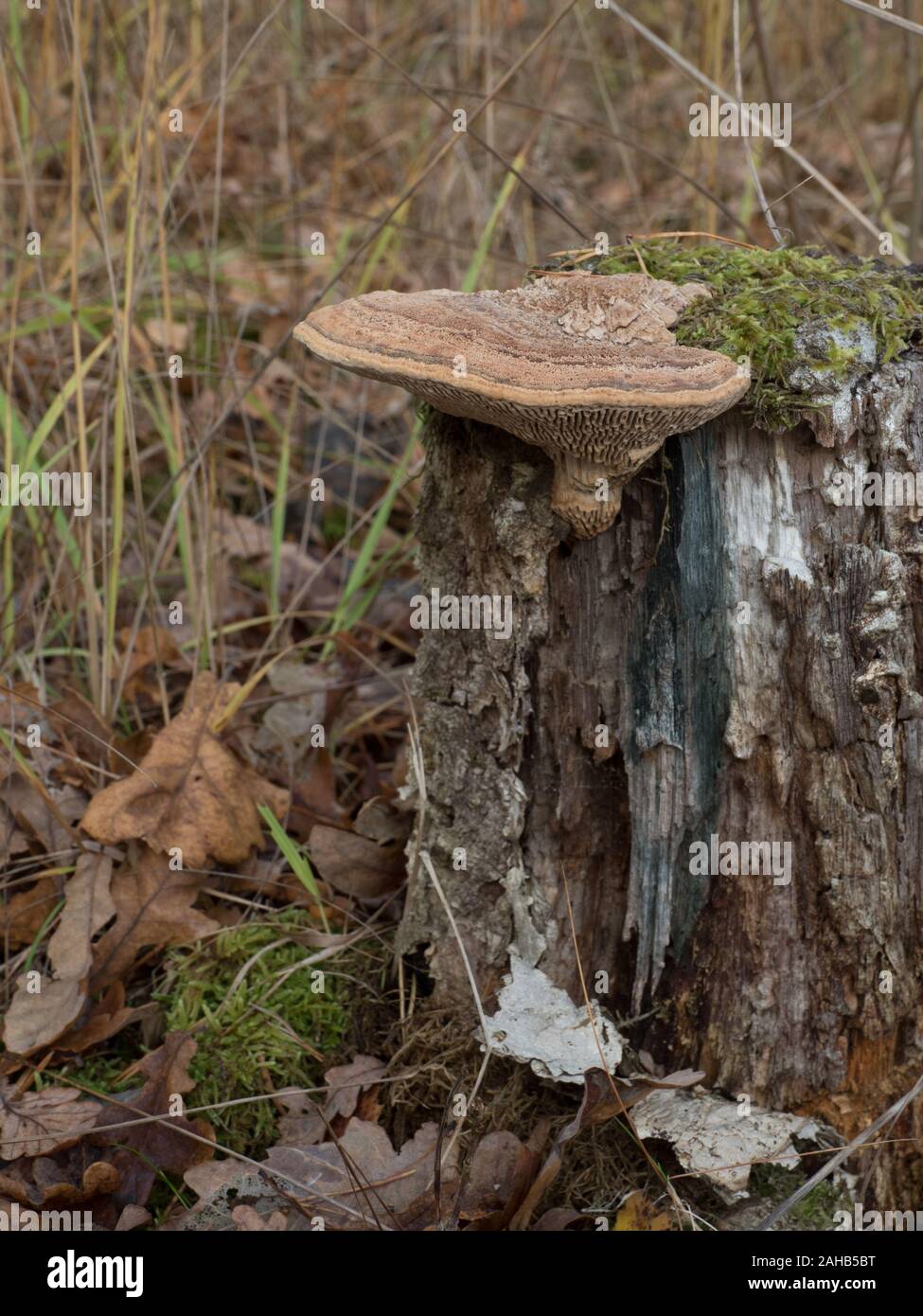 Oak mazegill or maze-gill fungus (Daedalea quercina) growing in Görvälns naturreservat, Järfälla, Sweden Stock Photo