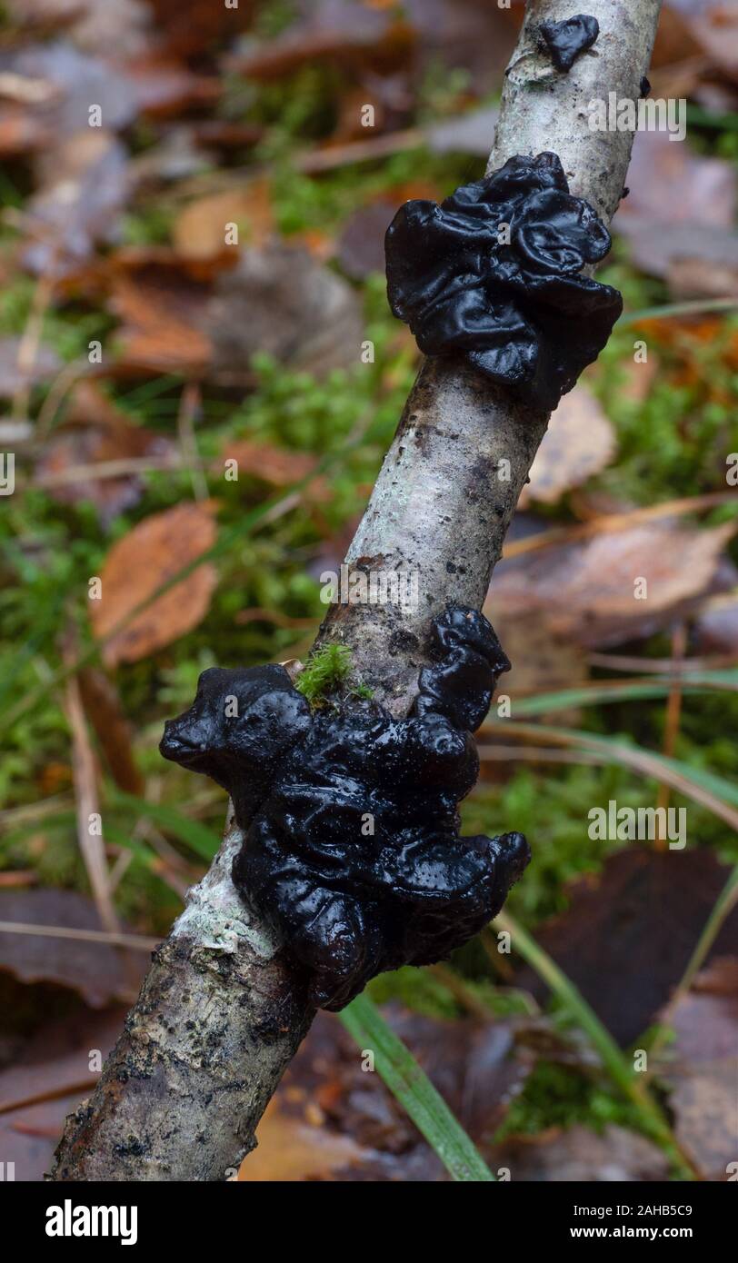 Exidia glandulosa (common names black witches' butter, black jelly roll, or warty jelly fungus) growing in Görvälns naturreservat, Järfälla, Sweden Stock Photo