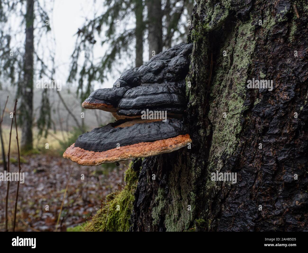 Stem decay fungus  Red belt conk (Fomitopsis pinicola) in Görvälns naturreservat in Järfälla, Sweden Stock Photo