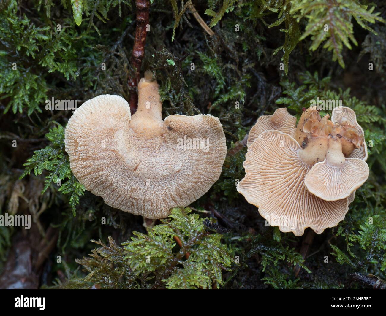 Panellus stipticus, commonly known as the bitter oyster, the luminescent panellus, or the stiptic fungus. Stock Photo