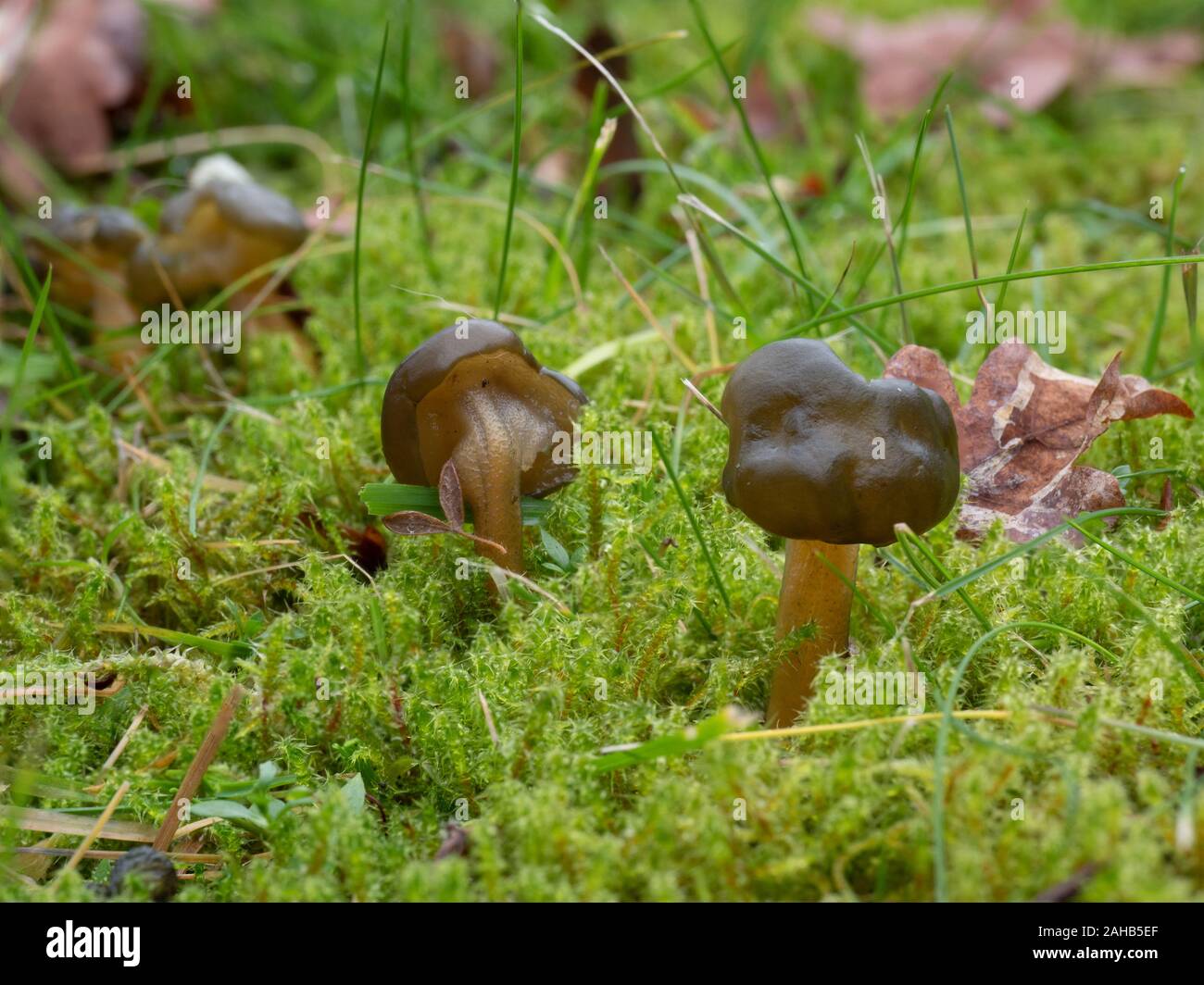 Leotia lubrica, commonly referred to as a jelly baby growing in Görvälns naturreservat, Järfälla, Sweden Stock Photo