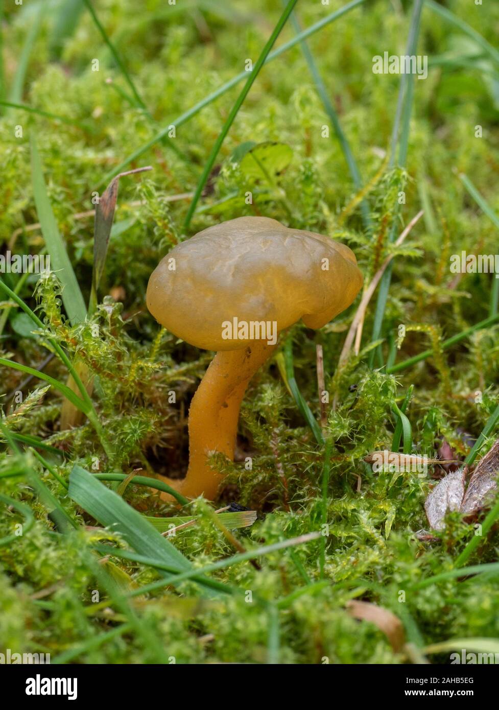 Leotia lubrica, commonly referred to as a jelly baby growing in Görvälns naturreservat, Järfälla, Sweden Stock Photo