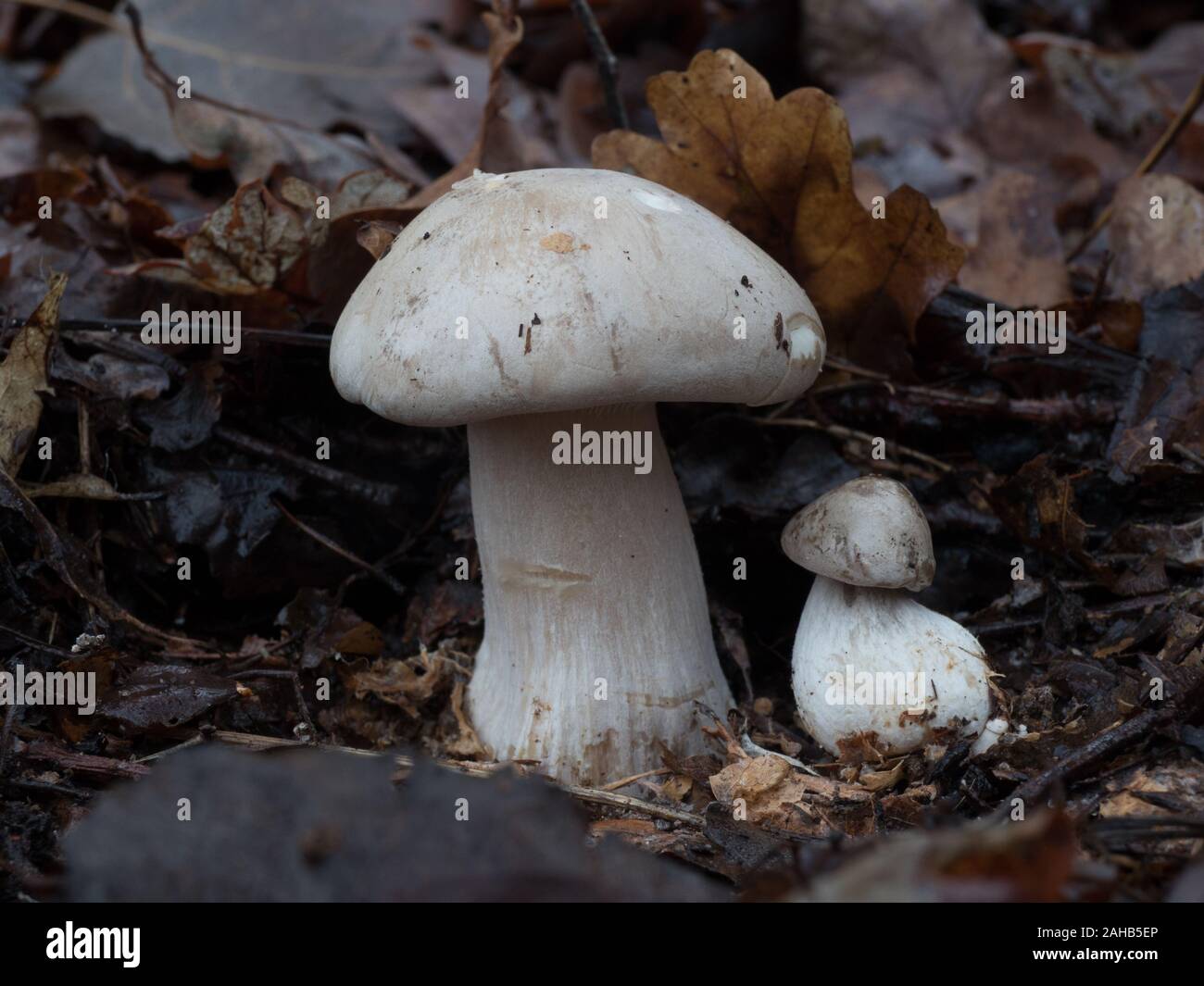 Clitocybe nebularis commonly known as the clouded agaric or cloud funnel growing in Görvälns naturreservat, Sweden. Stock Photo
