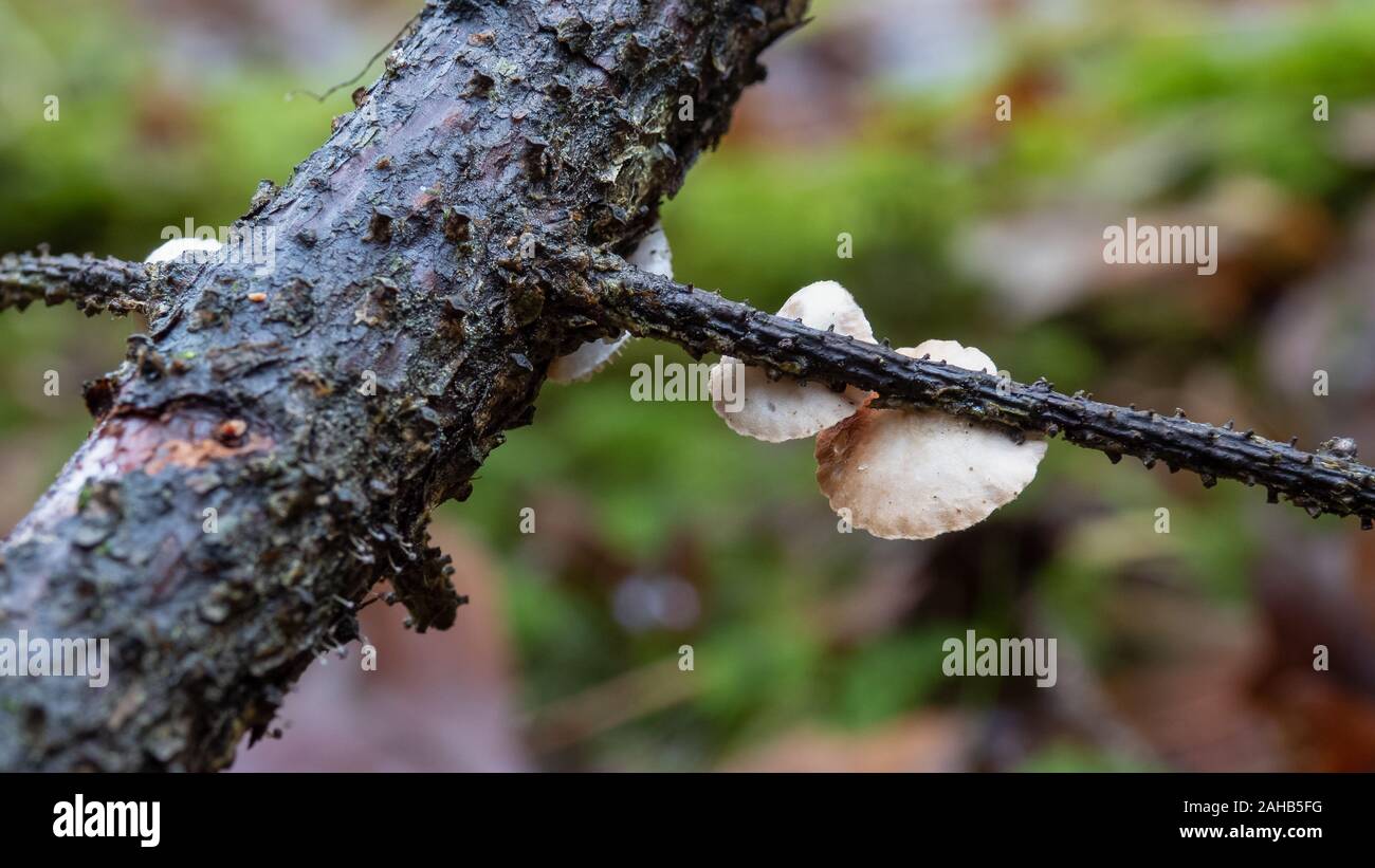 Crepidotus cesatii growing on spruce twigs in Görvälns naturreservat, Järfälla, Sweden Stock Photo