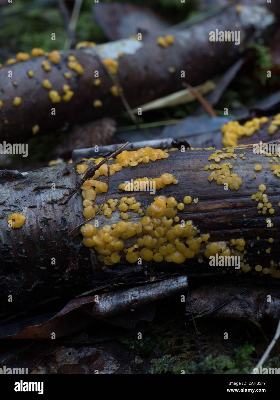 Yellow fairy cups (Bisporella citrina) growing on wooden branches in Görvälns naturreservat, Järfälla, Sweden Stock Photo