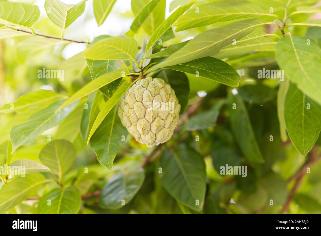 Sugar-apple fruit (Annona squamosa) on a tree branch. The fruit is also known as sweetsop or custard apple. Stock Photo