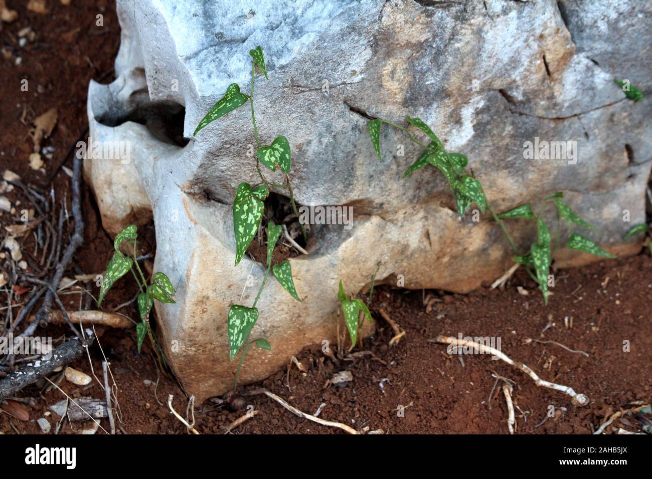 Common smilax or Smilax aspera or Rough bindweed or Sarsaparille or Mediterranean smilax perennial climbing flowering vine with flexible and delicate Stock Photo