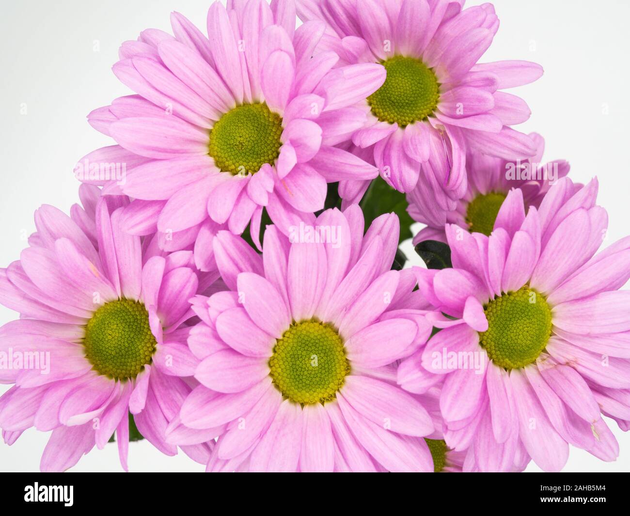 beautiful pink daisies flowers isolated on white background Stock Photo
