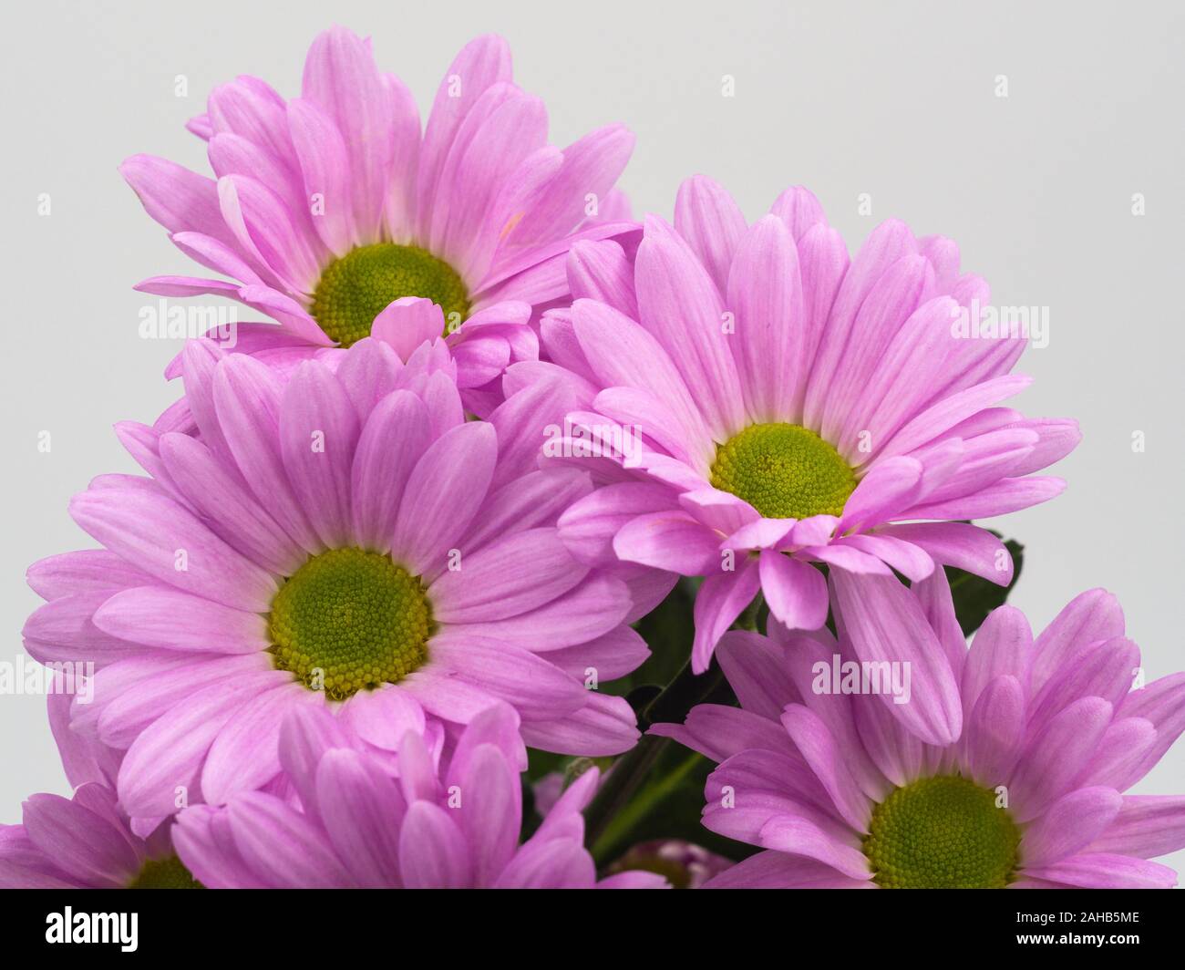 beautiful pink daisies flowers isolated on white background Stock Photo