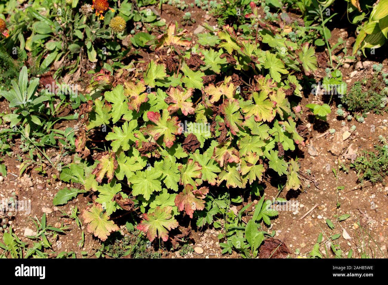 Coral bells or Heuchera or Alumroot evergreen herbaceous perennial