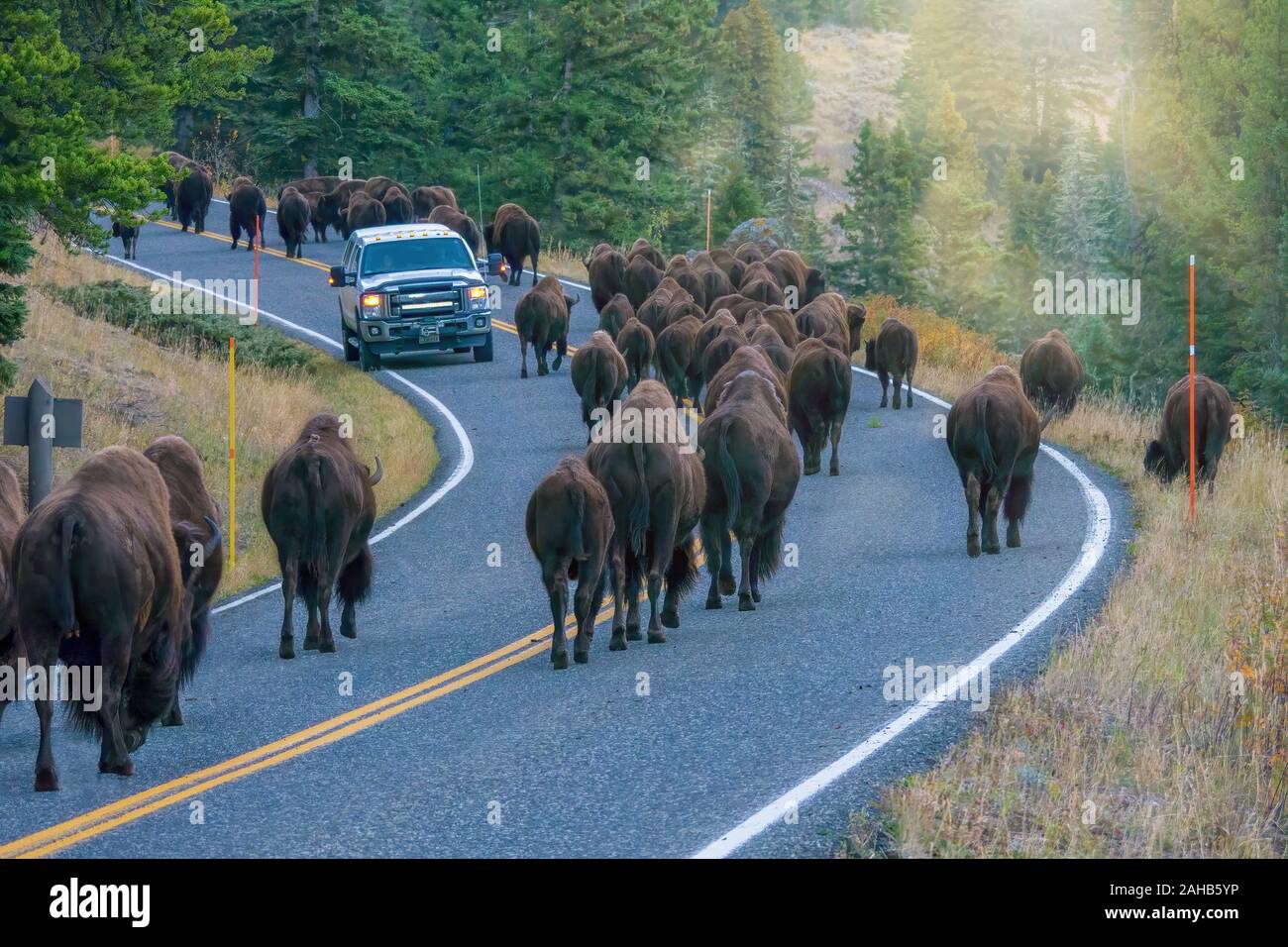 A vehicle stopped while a herd of large bison (Bison bison) walk past it on a highway in the Lamar Valley, Yellowstone National Park. Stock Photo