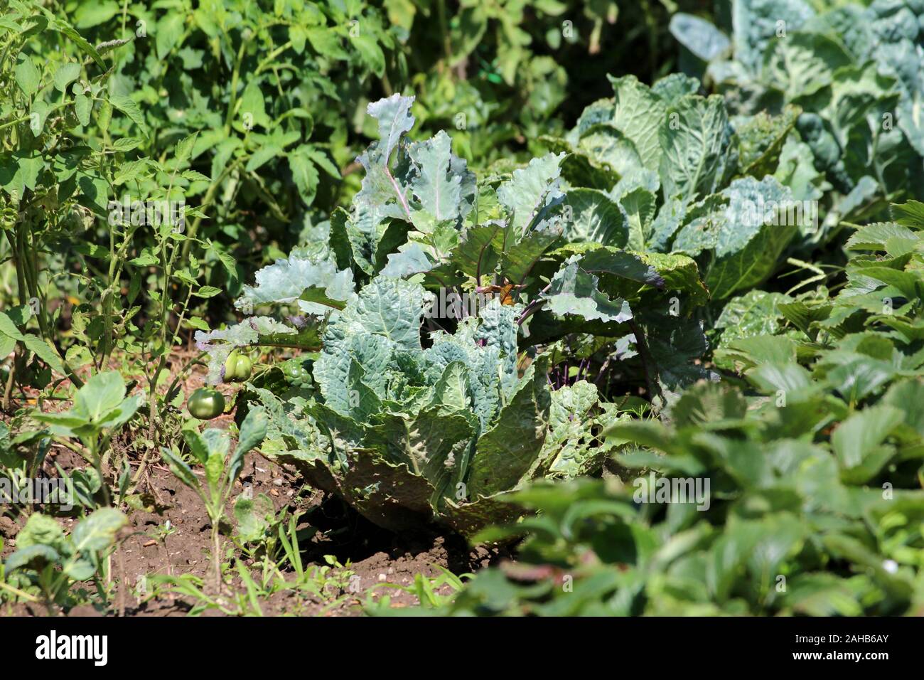 Densely planted rows of Kale or Leaf cabbage hardy cool season annual
