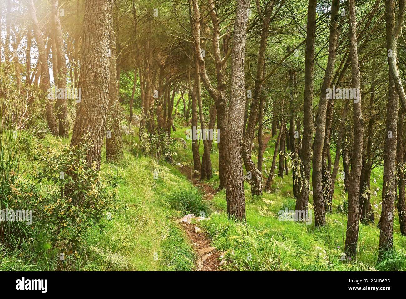 A Peaceful Green Forest Nature Scene With A Small Dirt Walking Path Between Pine Tree Trunks Shot Near The San Costanzo Hill In Campania Italy Stock Photo Alamy