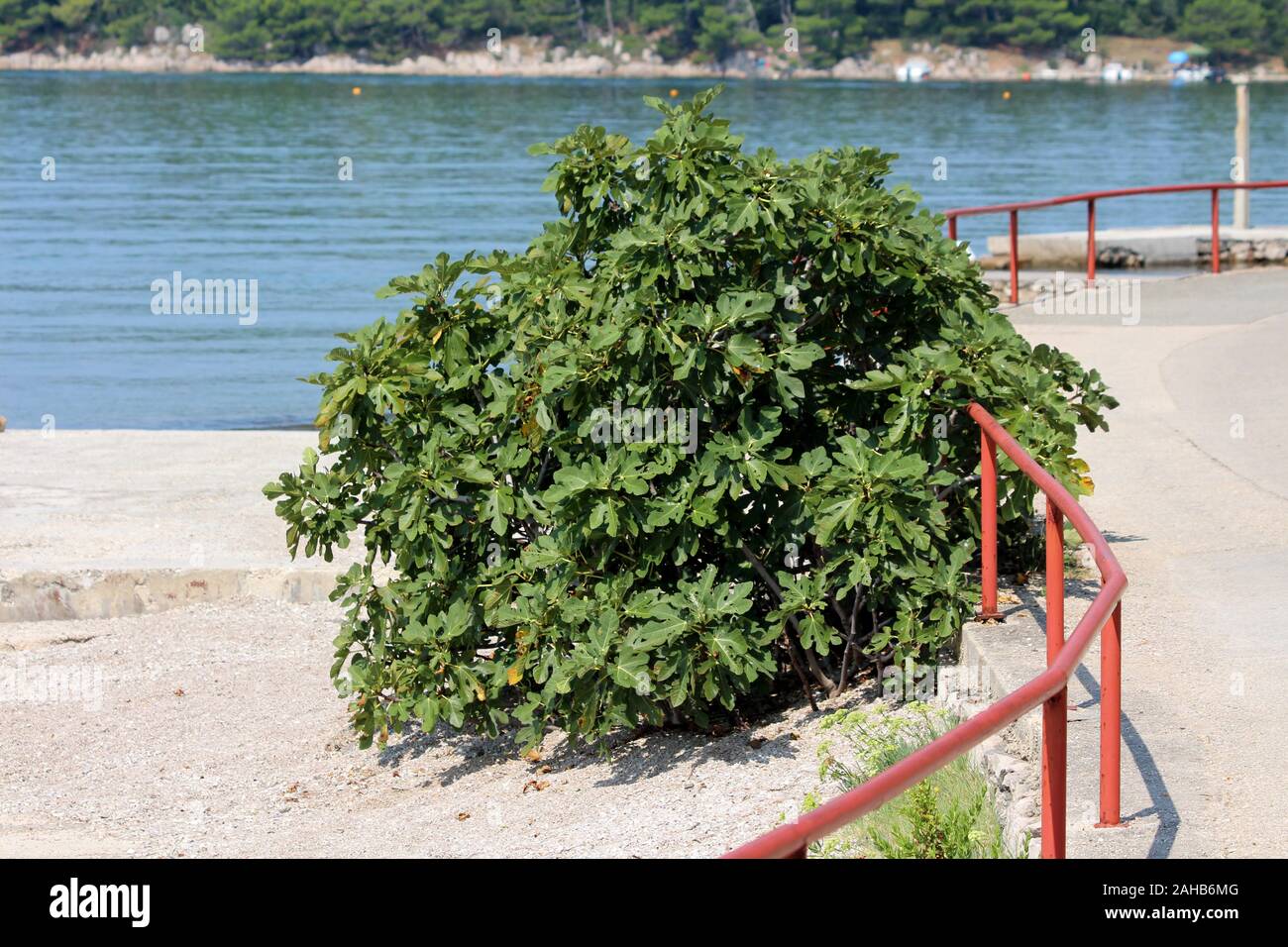 Fig tree or Ficus carica or Common fig large tree growing in form of