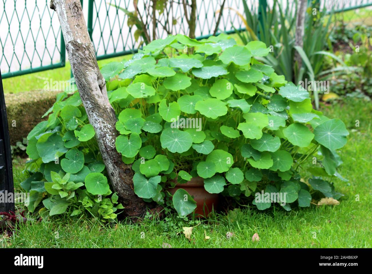 Garden nasturtium or Tropaeolum majus or Indian cress or Monks cress