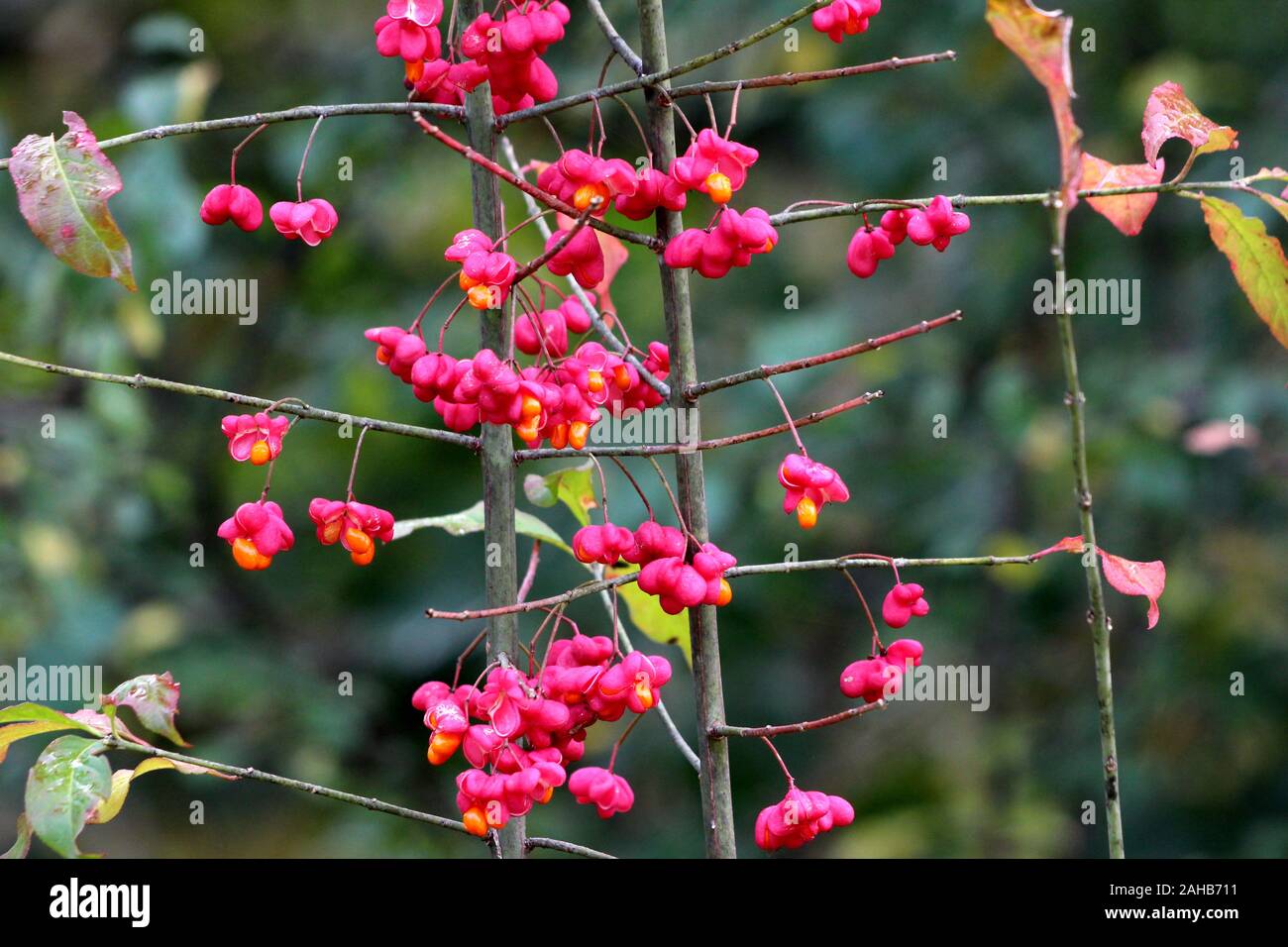 Hamiltons spindletree or Euonymus hamiltonianus or Himalayan spindle flowering tree filled with reddish fruit capsules split into four sections Stock Photo