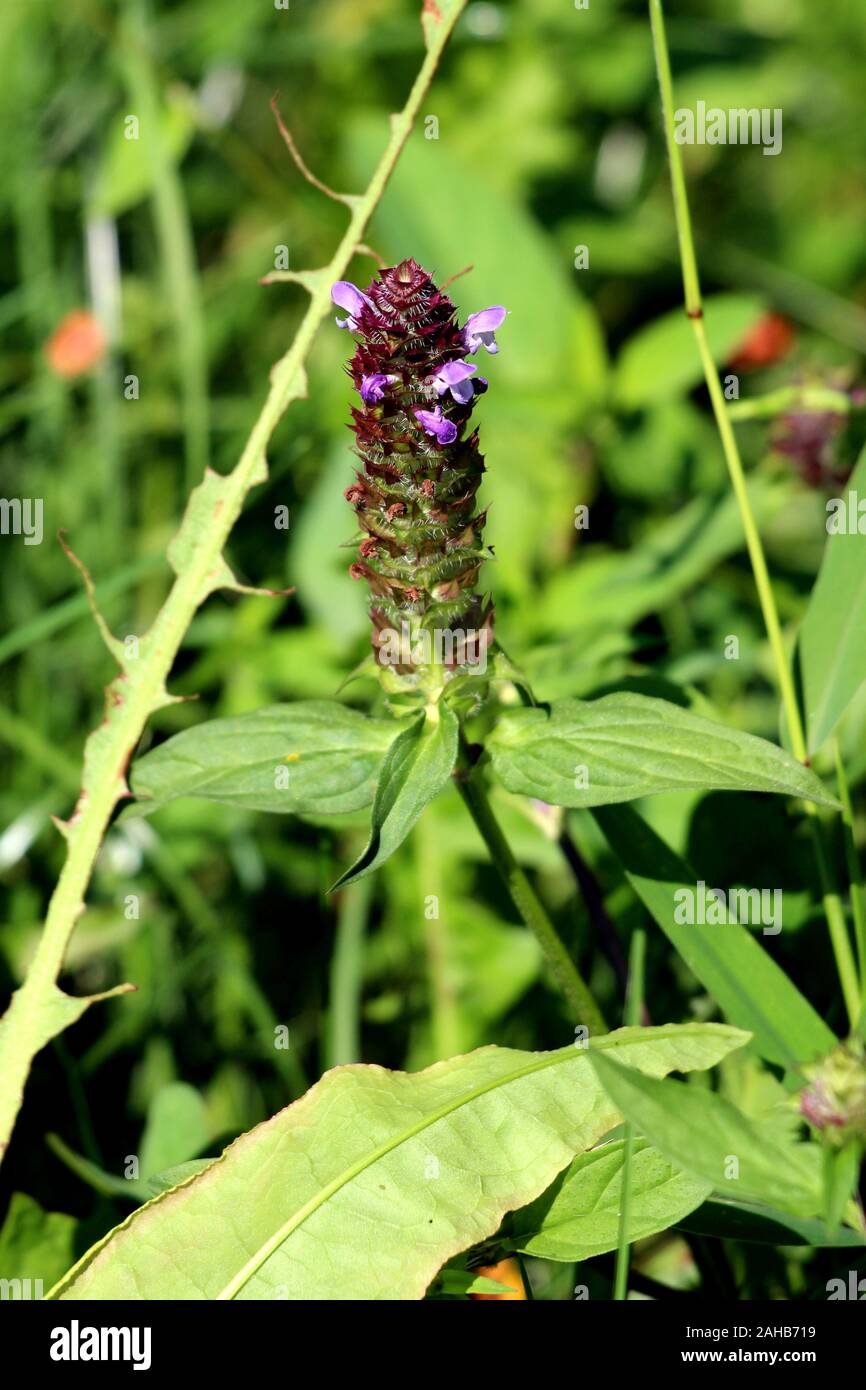 Heal all or Prunella vulgaris or Common self heal or Heart of the earth or Carpenters herb or Brownwort or Blue curls edible herbaceous plant Stock Photo