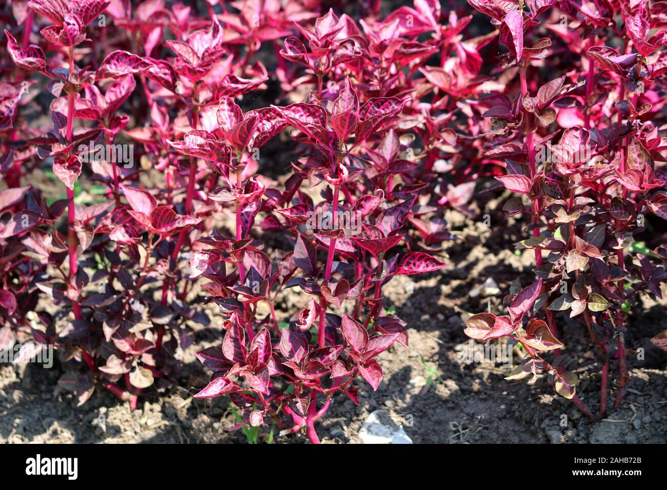 Herbsts bloodleaf or Iresine herbstii or Chicken gizzard or Beefsteak plant or Formosa bloodleaf herbaceous perennial plants with bright red shiny Stock Photo