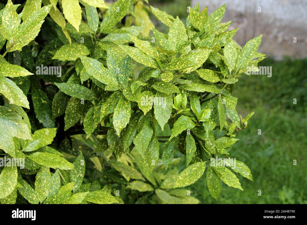 Aucuba gold dust plant hires stock photography and images Alamy