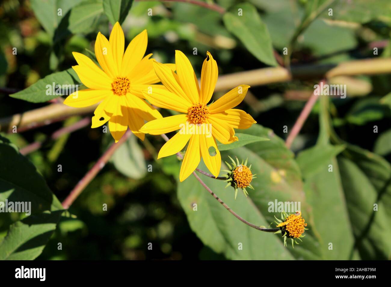 Jerusalem artichoke or Helianthus tuberosus or Sunroot or Sunchoke or Earth apple herbaceous