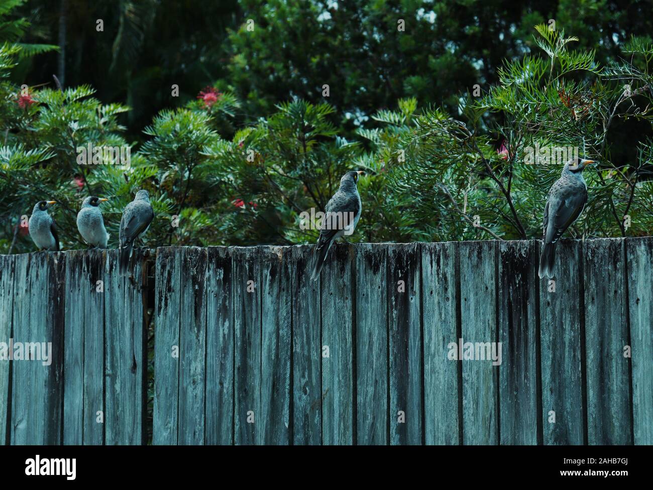 Birds sitting on a fence Stock Photo