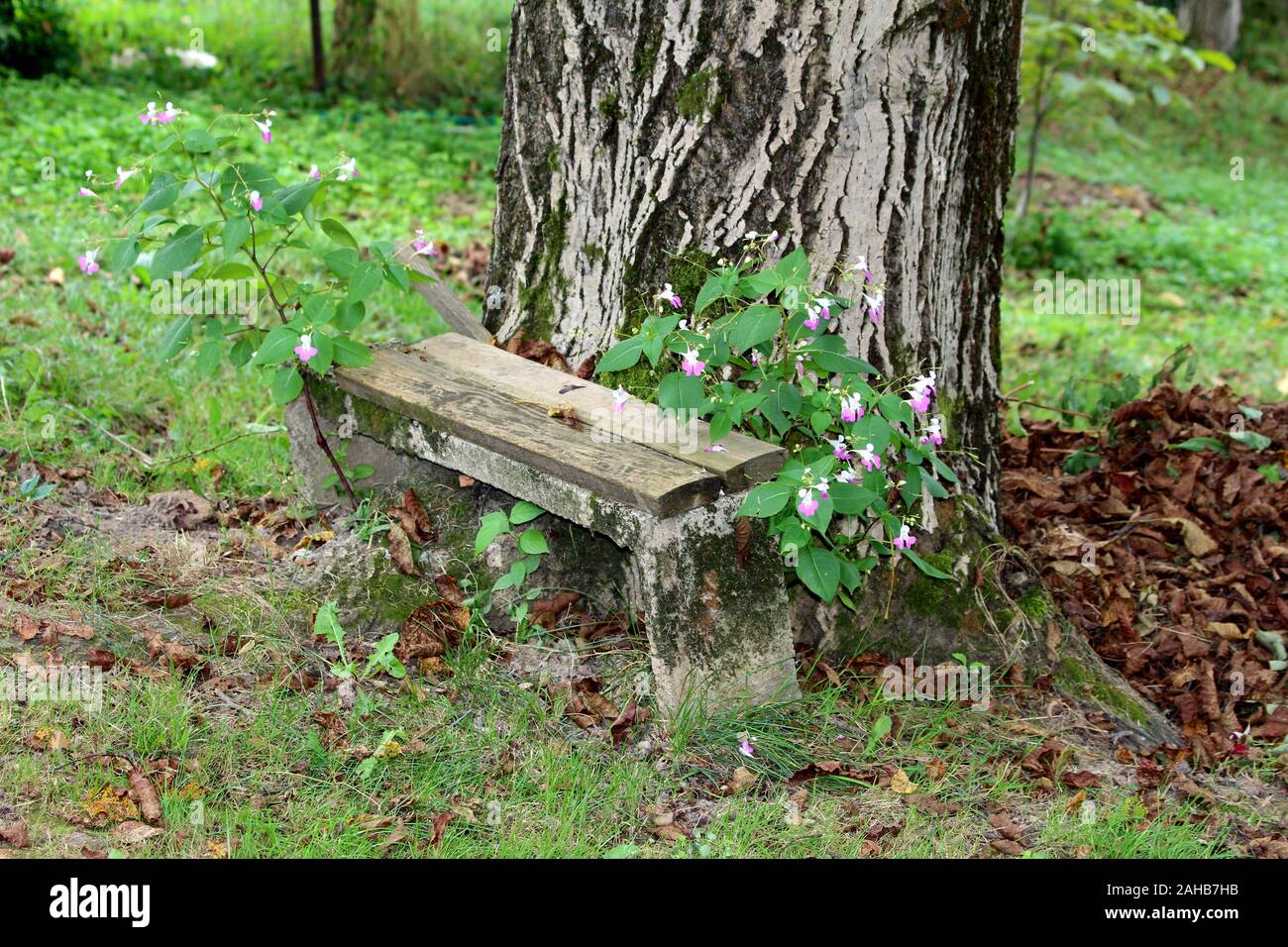 Leaning dilapidated homemade bench next to large old tree surrounded with Balfours touch me not or Impatiens balfourii or Kashmir balsam Stock Photo